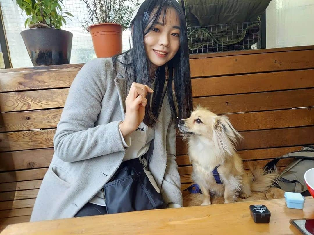 ほたるさんのインスタグラム写真 - (ほたるInstagram)「お気に入りの写真🐕️♥️ 前髪しんでるけど 笑  蘭丸かわええ  #チワックス #チワックス倶楽部 #愛犬 #蘭丸 #ビビり #代々木公園 #ドッグカフェ」3月7日 21時13分 - hotaru24_0000