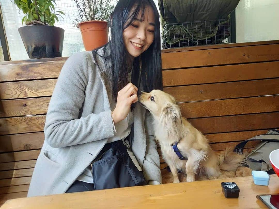 ほたるさんのインスタグラム写真 - (ほたるInstagram)「お気に入りの写真🐕️♥️ 前髪しんでるけど 笑  蘭丸かわええ  #チワックス #チワックス倶楽部 #愛犬 #蘭丸 #ビビり #代々木公園 #ドッグカフェ」3月7日 21時13分 - hotaru24_0000