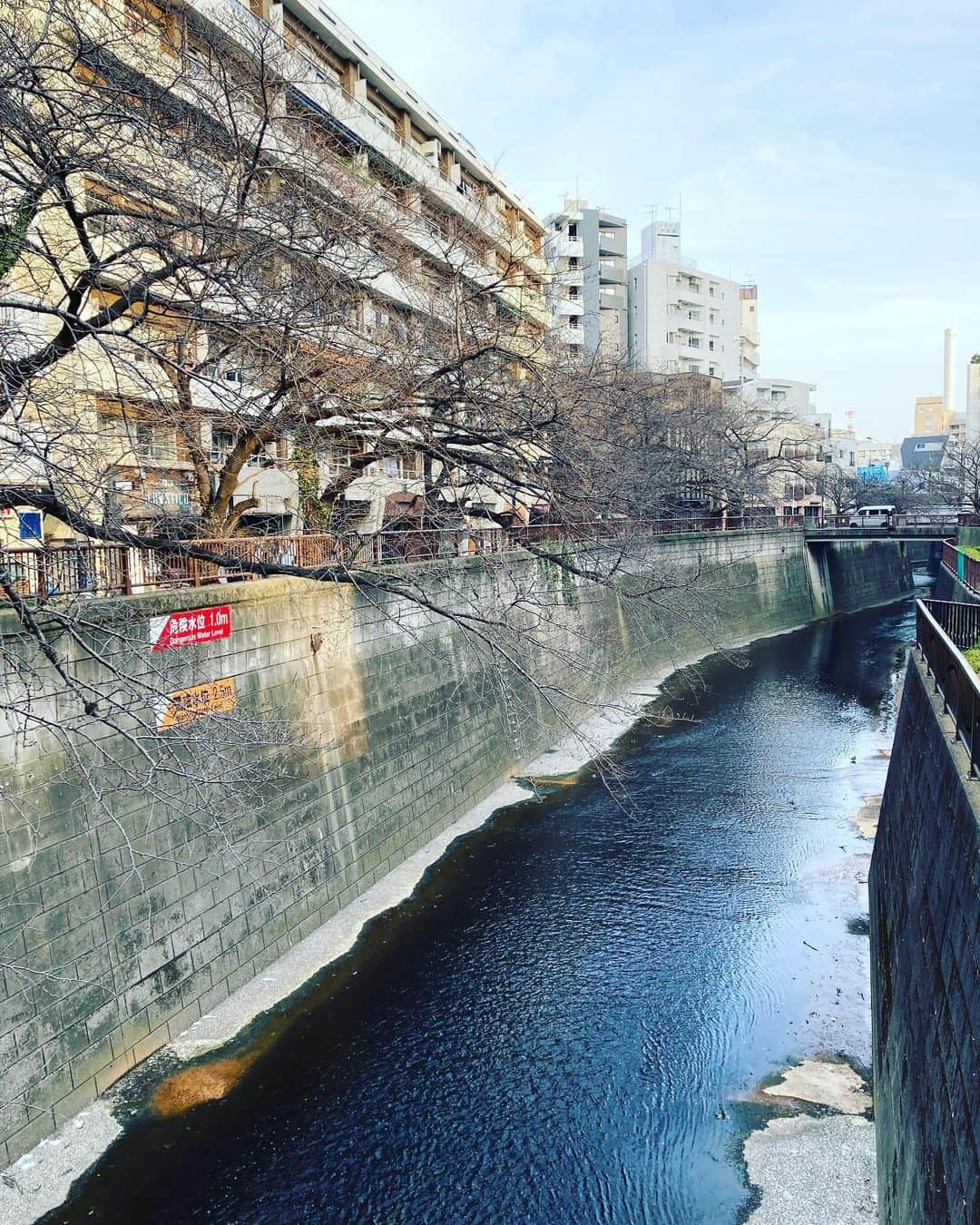 ハマカワフミエのインスタグラム：「もうすぐですね。  #cherryblossom  #nakameguro  #meguroriver」