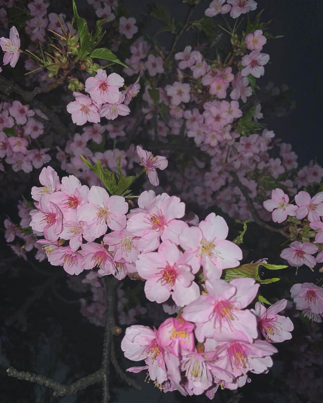 傳谷英里香のインスタグラム：「. 夜のお散歩🚶‍♀️ 河津桜かな？🌸」