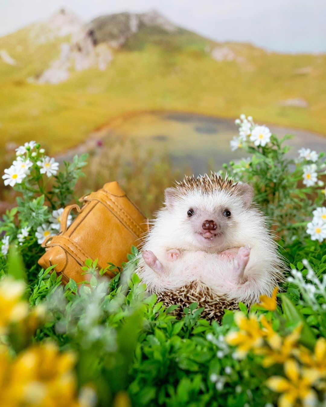 のインスタグラム：「I wish you a wonderful trip🦔🧳✨  パパの出張中、コアラは @konacyora_ym3 ママさん宅へ旅行に行っています😊 どうやらいつも通り過ごしてるみたいで安心✨ むしろ居心地良すぎて、ちゃんと帰ってきてくれるか心配です🤣  #hedgehog#hedgie#cuteanimals#sigmaart#flyinghedgehogs#ハリネズミ#はりねずみ#igel#hérisson#riccio#erizo#고슴도치#刺猬」