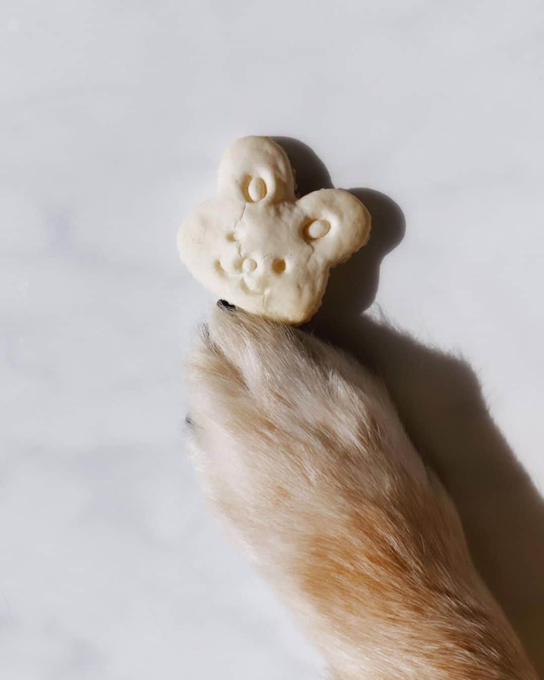 のインスタグラム：「今日で1年です  これからも愛してる🐶」