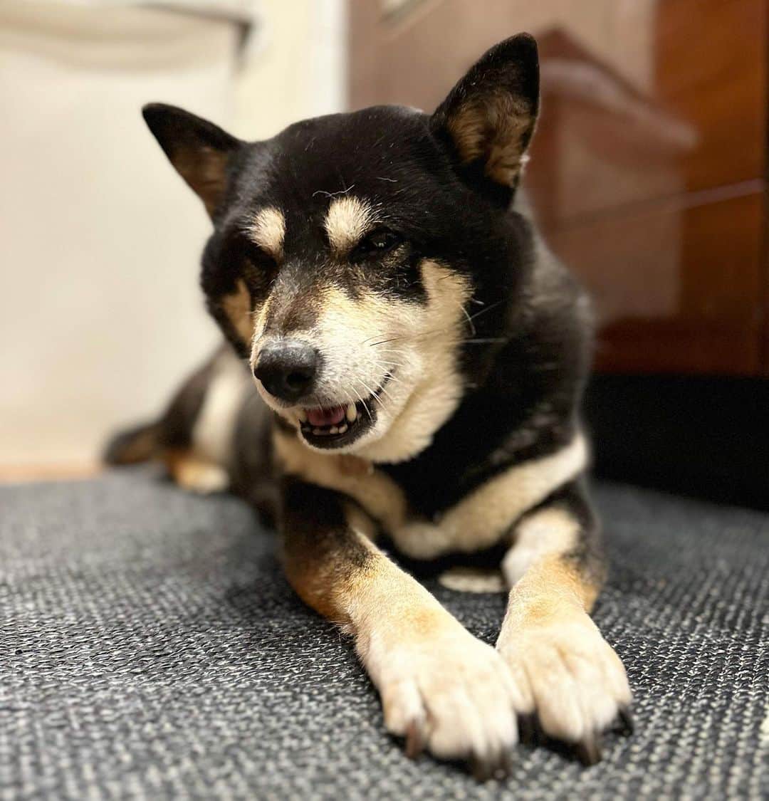 vo_coのインスタグラム：「🐾 不在にすると高確率でハンストするこたつさん 今回もわかりやすくごはんをパスしてるそうです 困りましたねぇ 明日には帰るからちゃんと食べるんだよ〜 ＊ #天文館のホテルより愛を込めて #shibastagram #instashiba #shiba #shibainu #黒柴 #柴犬」