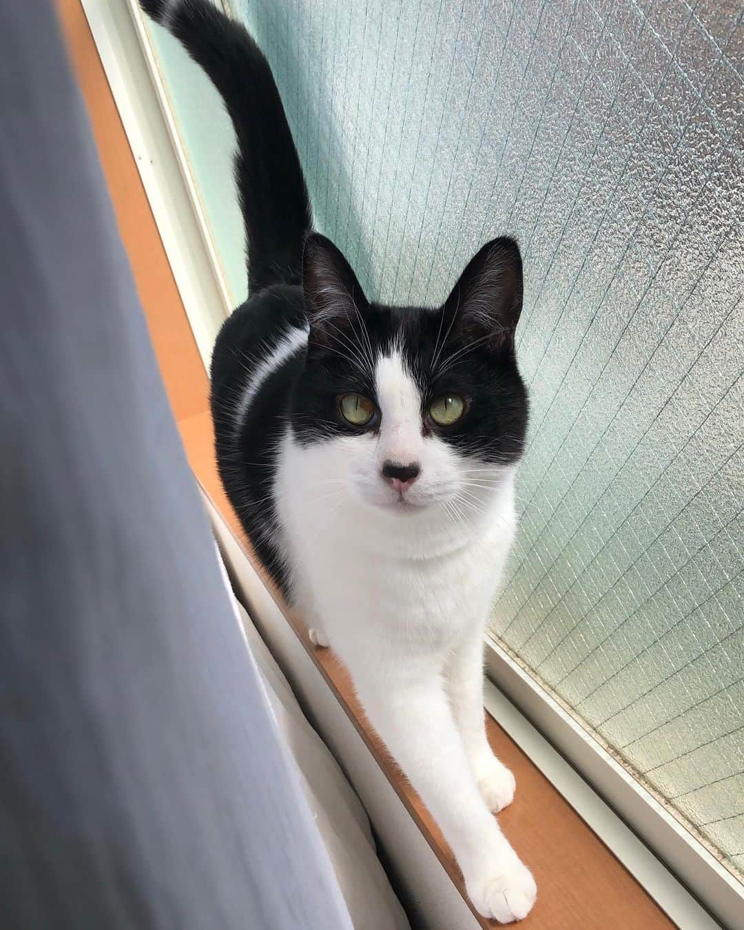 ぽんずのインスタグラム：「なんだか、合成ぽい。  #ねこ#猫#猫好き#親バカ#はちわれ#ハチワレ#はちわれ猫#ハチワレ猫#白黒猫部#にゃんすたぐらむ#猫大好き#うちの猫自慢#白黒猫 #我が家のぽんずくん #ちゅーちゅー妖怪」