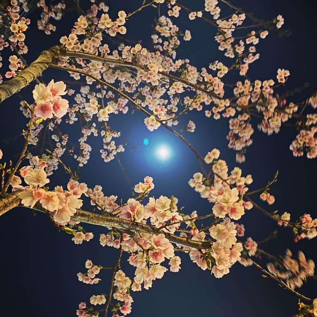 きたばのインスタグラム：「満月の夜に、春にして君を想う in 2023 🌸 #fullmoon #fullmoonnight #sakura #cherryblossom #春にして君を想う #月が綺麗ですね」