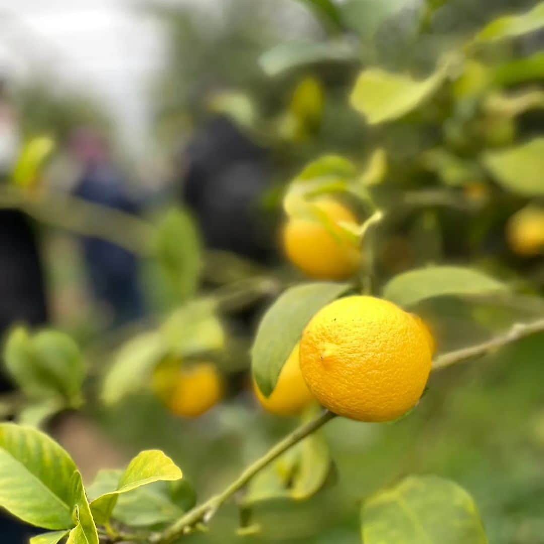 味のあるお野菜 べじ吉さんのインスタグラム写真 - (味のあるお野菜 べじ吉Instagram)「昨日も行ってもりました！キャンプ場計画地である香川県観音寺市及び三豊市🤗  そして訪ねましたよ レモン農家の『フジカワ果樹園』 このレモン！！！最高！！  まるかじり出来るし😚加熱しても苦くない😍素晴らしいレモンに出会いましたよ！ レモンのアヒージョ レモンピザ レモンケーキに活躍します！！  社長の藤川さんスタッフの方々の努力の賜物だと思います😁ありがとうございます😚それだけではなく皆さんの人柄も最高っす🤗 みなさんもぜひご賞味あれ！ ベジ吉もご準備していますのでお声かけくださいね🕺  #今日も香川#フジカワ果樹園#レモン#アヒージョ#ピザ#苦くないレモン#ベジ吉#福島区#キャンプ#旅#愛#果樹園」3月8日 13時56分 - vege_kitchen_
