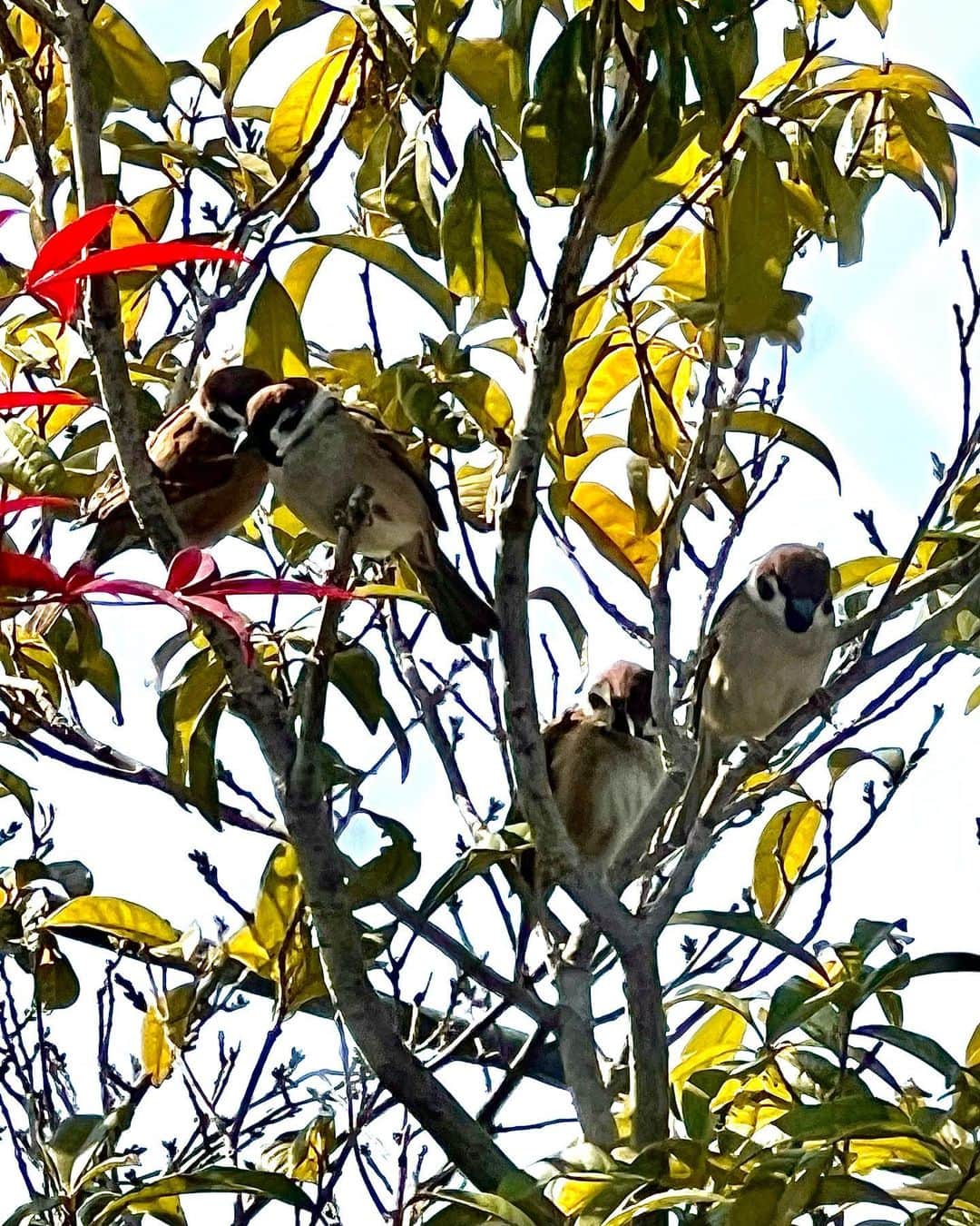 世良公則さんのインスタグラム写真 - (世良公則Instagram)「・・・・・・  今日は日向ぼっこ日和  逆光の中でのんびり  春はそこまで・・  today is a little warm day.  and these sparrows are sitting in the sun with branches of trees.  ・・・・・・  #世良公則 #masanorisera #japaneseartist #japaneseculture #sparrow #日向ぼっこ #スズメ」3月8日 13時13分 - masanorisera