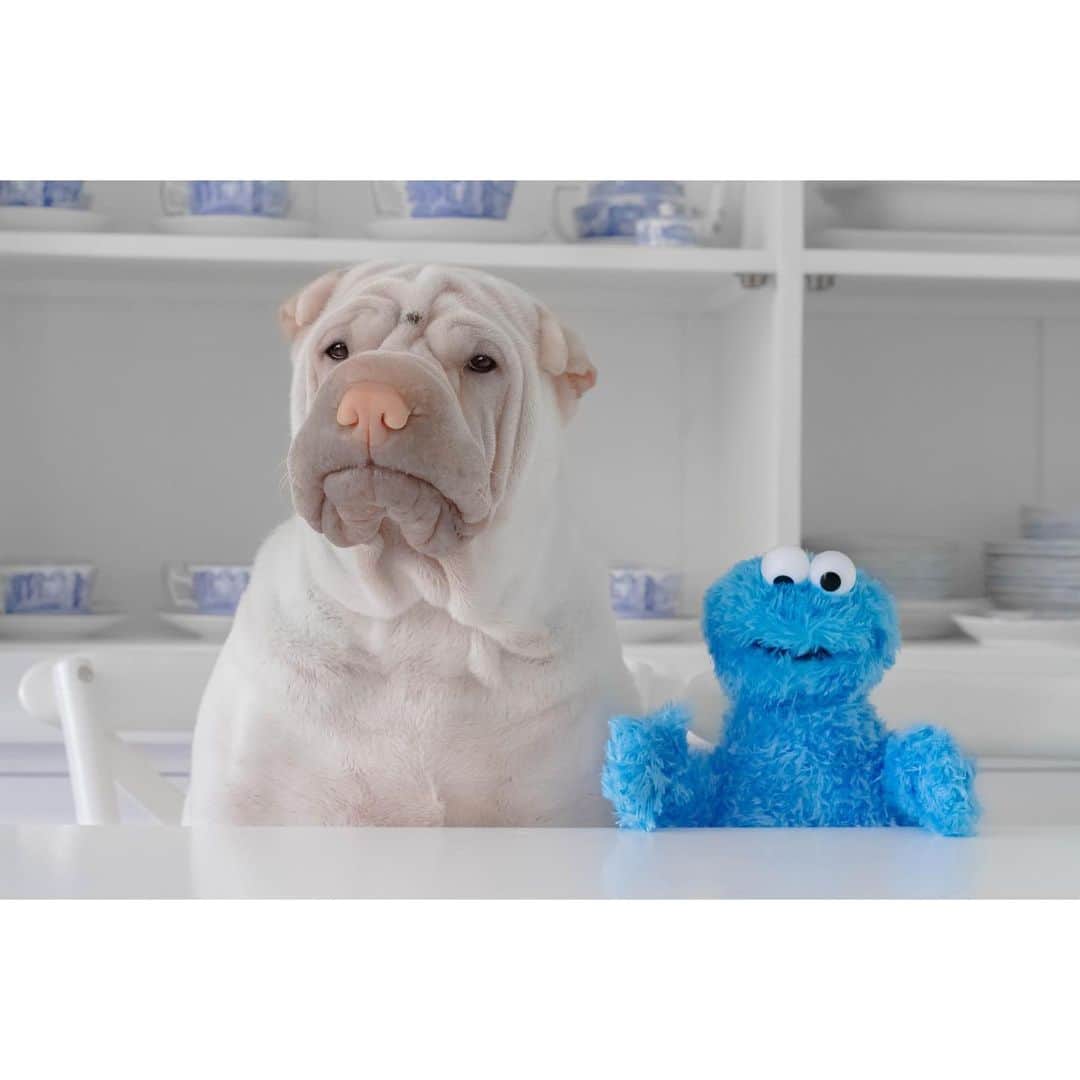 annie&pADdinGtoNのインスタグラム：「Lamby wasn’t sure if the court appointed attorney was going to be very helpful for his case 👀 🍪 #whostolethecookiefromthecookcookiejar #itwasntme #busted #littercleaningforaweek #cookie #cookiemonster #sesamestreet #lambington #sharpei #sharpeisofinstagram #sharpeisoftheworld #love #wrinkles #squishyfacecrew #courtappointedattorney #cookielaw #dog #dogs #dogsofinstagram #doglover #instagood #weeklyfluff #instadaily #iloveyoutothemoonandback」