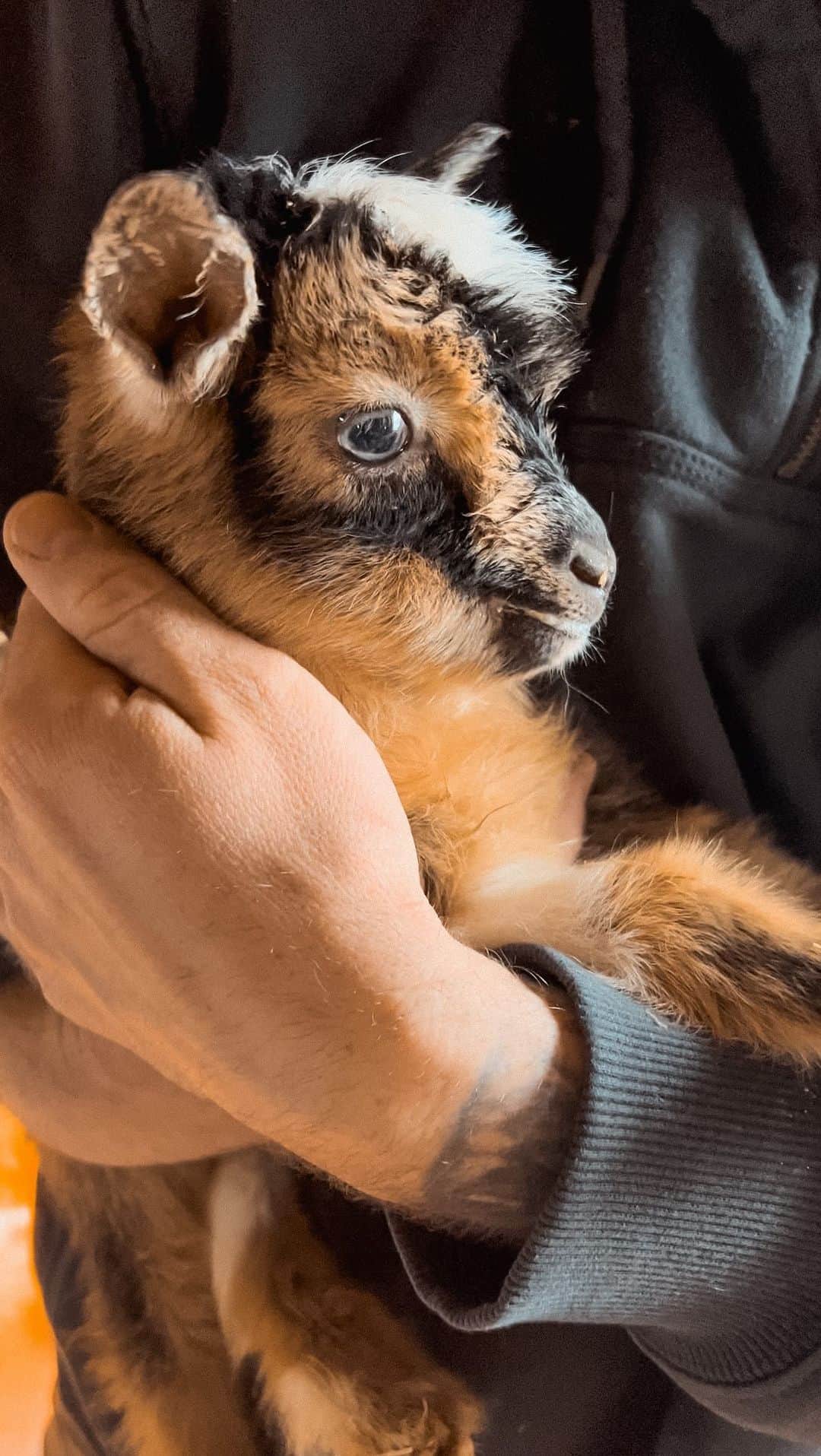 Chelsea Houskaのインスタグラム：「New baby born this morning 🥹💕」