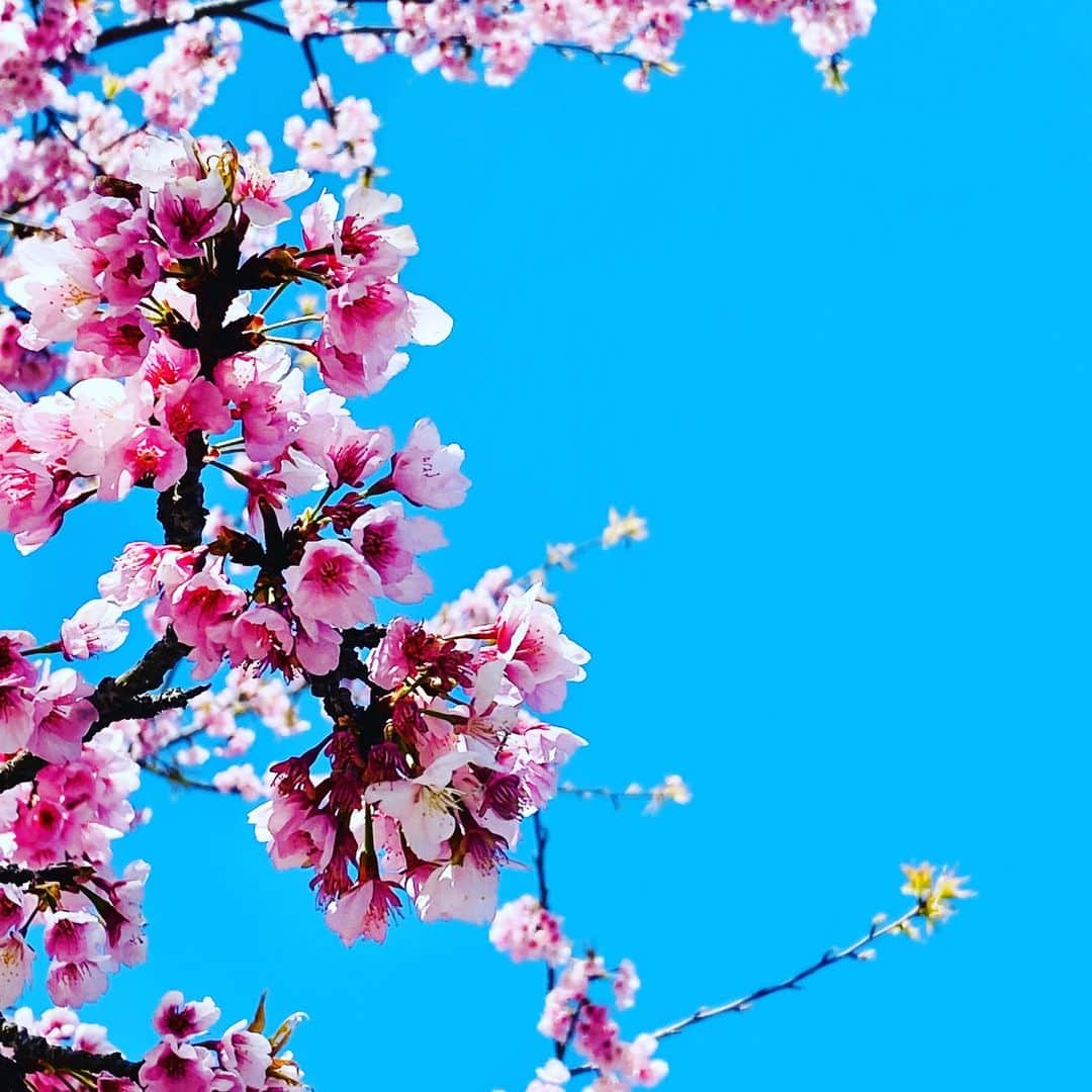 祇園麺処 むらじのインスタグラム：「A lot of cherry blossom view point near the Ramen Muraji like Rokkakudo and Kamogawa river. Please stop by before/after stroll. Raman Muraji will be reopen on 6th of April 2023. 2023年4月6日に移転オープン。新しい店舗の近隣には六角堂や鴨川など桜の名所がございます。散策の際にどうぞお立ち寄りください。美味しいラーメンをご用意してお待ちしております。#ramenmuraji #ramen #kyotoramen #kyotofood #kyotofoodie #ramenlover #ramenjapan #kyotosightseeing #kyotolunch #kyotodinner #kyotojapan #kyototrip #ラーメン好きな人と繋がりたい ＃ラーメン ＃麺処むらじ ＃京都ラーメン ＃京都ラーメン部 ＃京都好きと繋がりたい ＃ラーメンテロ ＃美味しいラーメン ＃鶏白湯 ＃京都旅行 ＃六角堂 ＃鴨川 ＃京都桜 #女性が一人でも入りやすいお店 ＃京都新店」