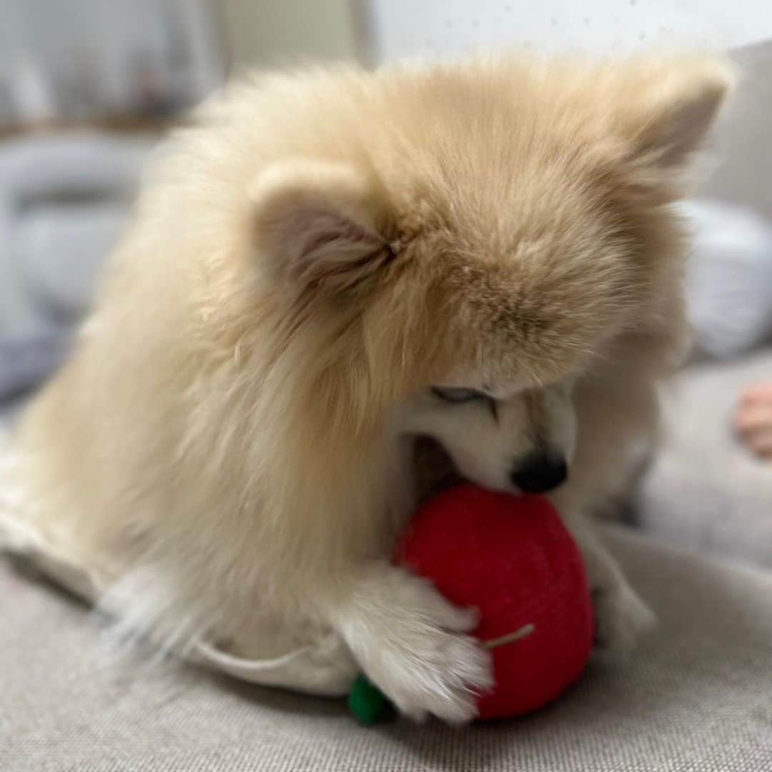 YO!YO!YOSUKEのインスタグラム：「いつも可愛い。 けど、ときどき獣。  #ポメラニアン #癒し #愛犬 #ペット」