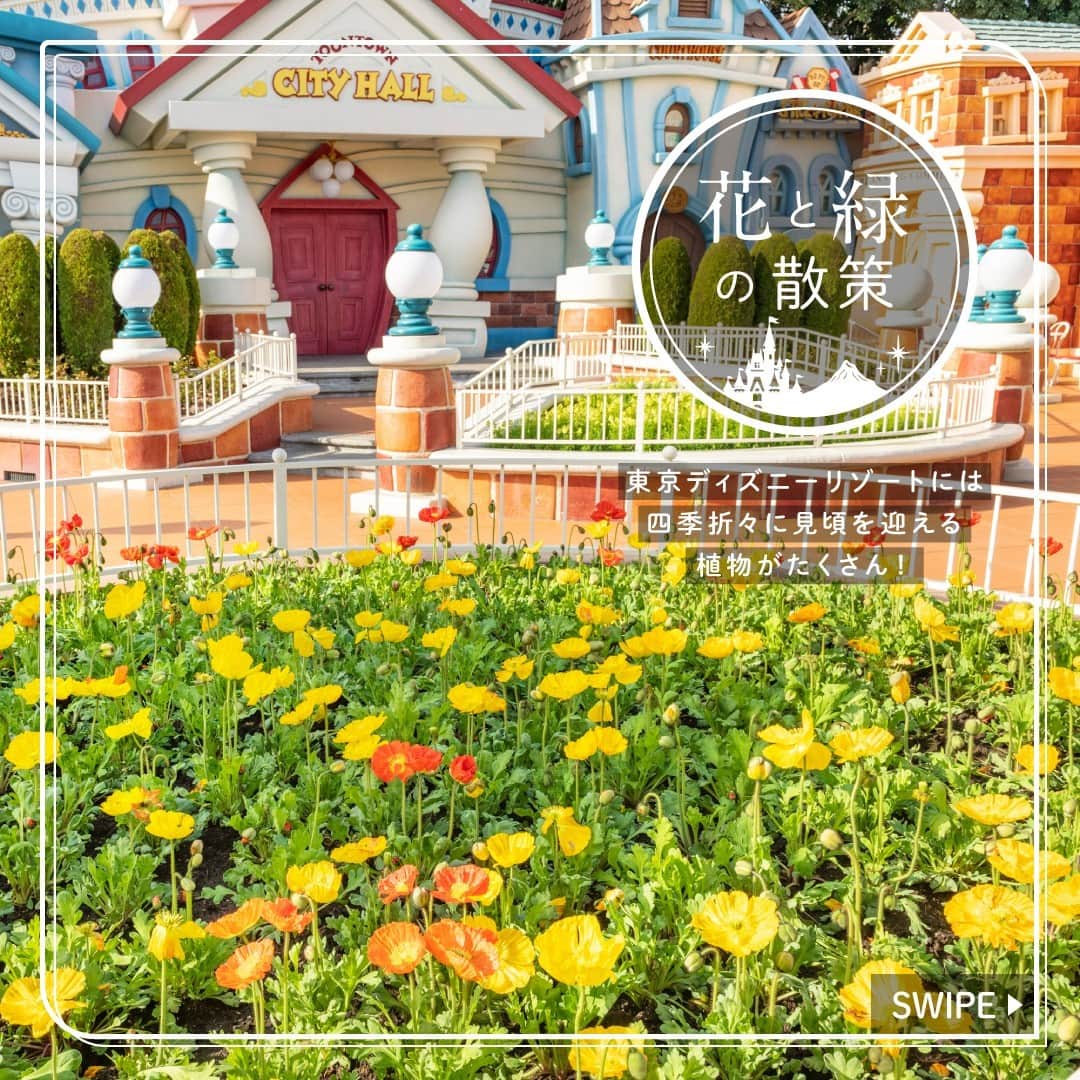東京ディズニーリゾートのインスタグラム