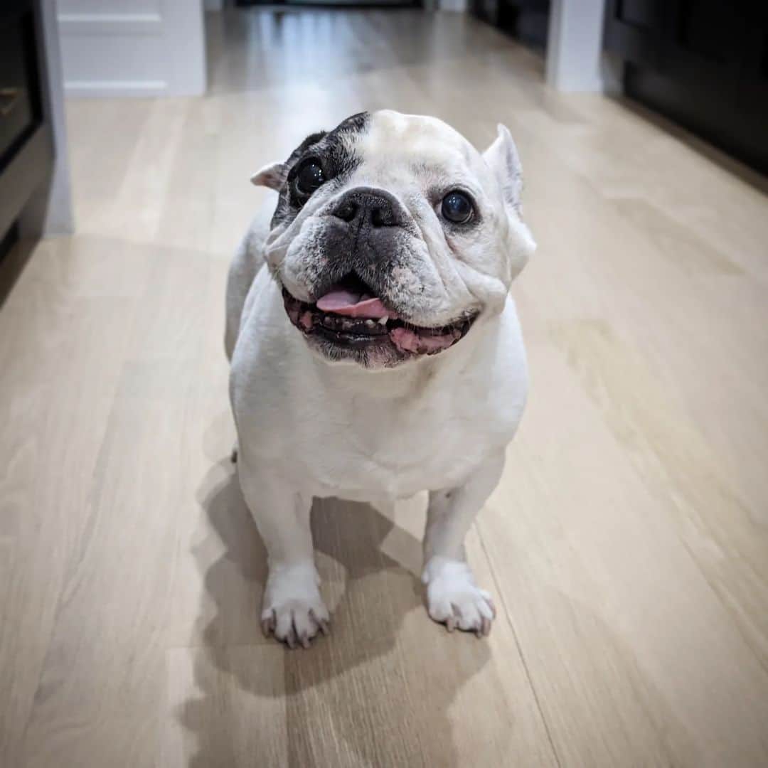Manny The Frenchieさんのインスタグラム写真 - (Manny The FrenchieInstagram)「Have you smiled enough today!? 😄」3月8日 11時49分 - manny_the_frenchie