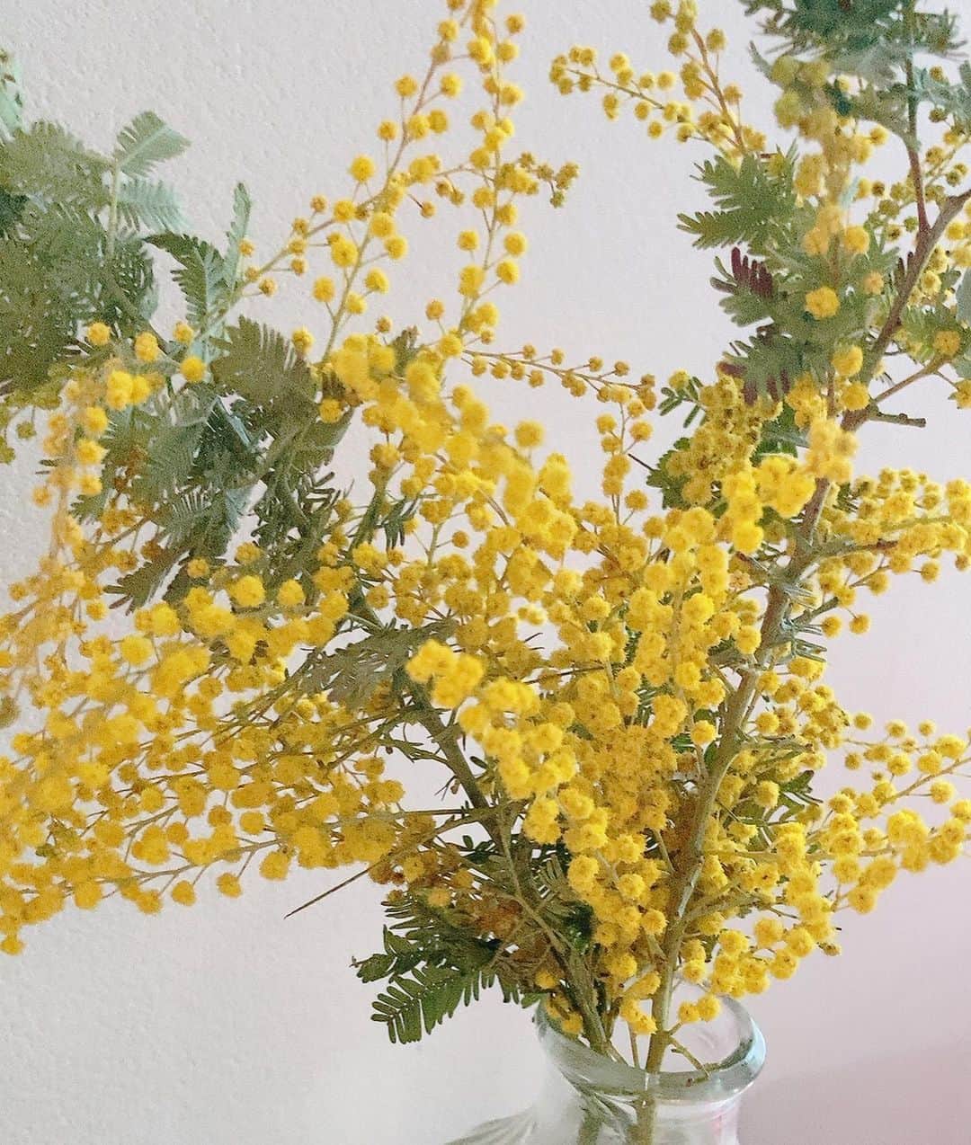 佐藤千晶さんのインスタグラム写真 - (佐藤千晶Instagram)「黄色のポンポン状の小花がたくさん。 めんこい。  ヨーロッパでは、ミモザは春を告げる「冬の太陽」と呼ばれてるそう。  部屋の中がぱっと明るくなる😊  #ミモザの日 #国際女性デー  #花瓶はiichikoの空瓶 ♡」3月8日 11時50分 - satochiaki125