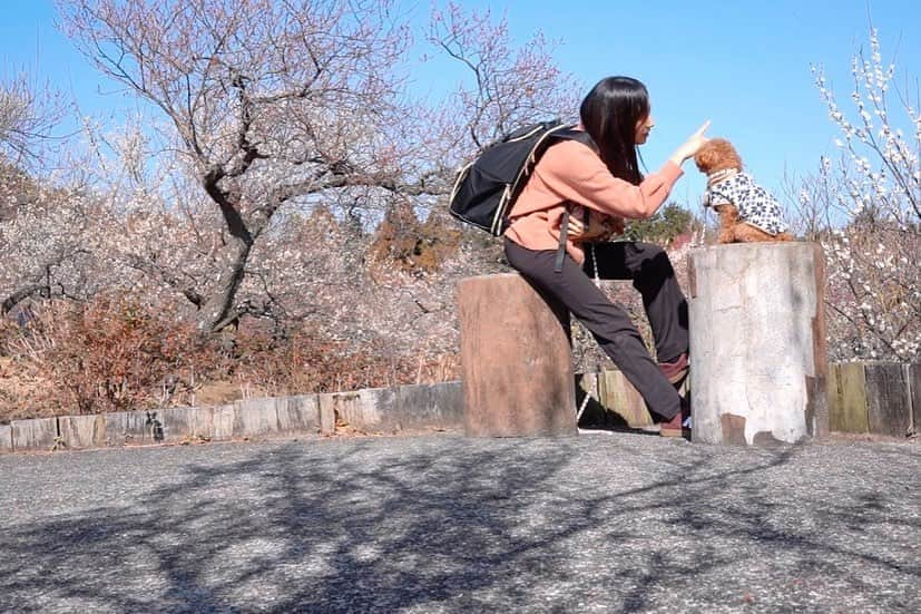 茉莉さんのインスタグラム写真 - (茉莉Instagram)「🌸🐾🐶 (スワイプしてね😆) . . わんこと行く！ 小田原おすすめスポット💕😌 なんと300種類もの梅がある、 『小田原フラワーガーデン』 ちょうど見頃でした♬ . . (1枚目)仲良しな2匹😚で本当に良かった〜🧡 左→シュシュ男の子 右→リリー女の子　です✨ . . のんびりお散歩できて楽しかったなぁ☀️🚶‍♀️ . . #小田原観光#小田原#梅まつり#小田原フラワーガーデン #わんことお出かけ #いぬのいる暮らし #犬とお出かけ #ワンちゃんok #おすすめスポット #わんこカメラ部 #梅の花 #春の訪れ#梅園#バンライフ#車中泊#車中泊女子#delica#vanlife#デリカd5#デリカ女子#女一人旅#犬連れ旅」3月8日 21時52分 - mari._xx