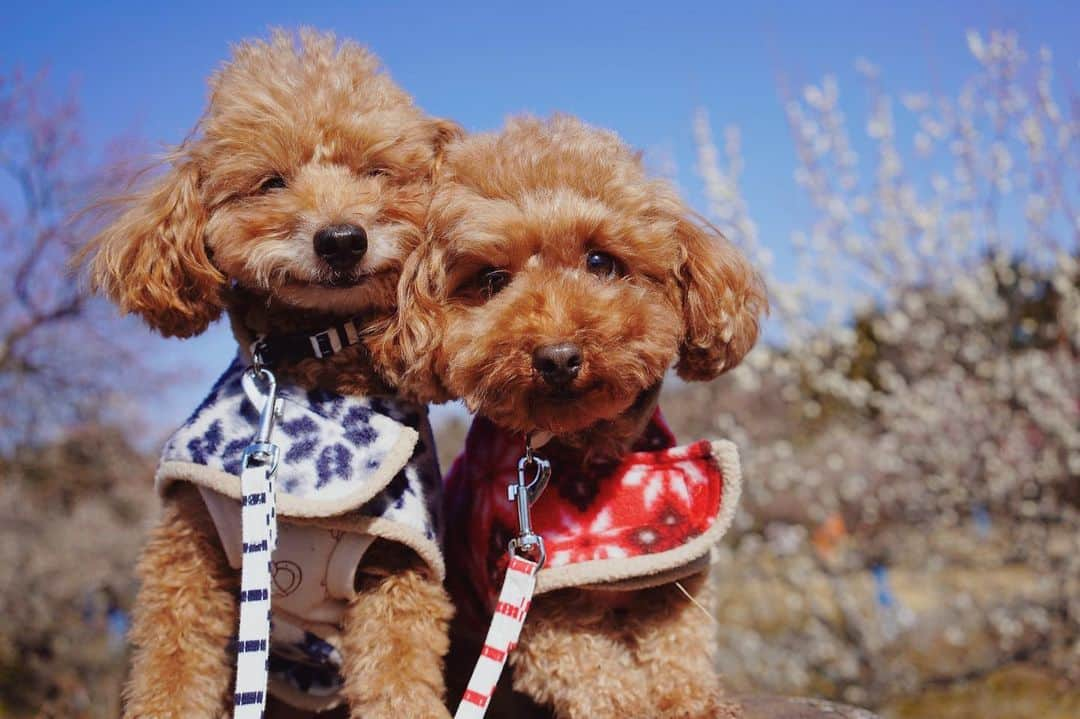 茉莉さんのインスタグラム写真 - (茉莉Instagram)「🌸🐾🐶 (スワイプしてね😆) . . わんこと行く！ 小田原おすすめスポット💕😌 なんと300種類もの梅がある、 『小田原フラワーガーデン』 ちょうど見頃でした♬ . . (1枚目)仲良しな2匹😚で本当に良かった〜🧡 左→シュシュ男の子 右→リリー女の子　です✨ . . のんびりお散歩できて楽しかったなぁ☀️🚶‍♀️ . . #小田原観光#小田原#梅まつり#小田原フラワーガーデン #わんことお出かけ #いぬのいる暮らし #犬とお出かけ #ワンちゃんok #おすすめスポット #わんこカメラ部 #梅の花 #春の訪れ#梅園#バンライフ#車中泊#車中泊女子#delica#vanlife#デリカd5#デリカ女子#女一人旅#犬連れ旅」3月8日 21時52分 - mari._xx