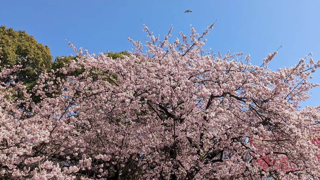 小野恵美のインスタグラム：「今日の上野公園入口の桜🌸 満開🌸🌸🌸  暖かくて幸せ〜☺️  #桜 #春 #上野公園 #お散歩」