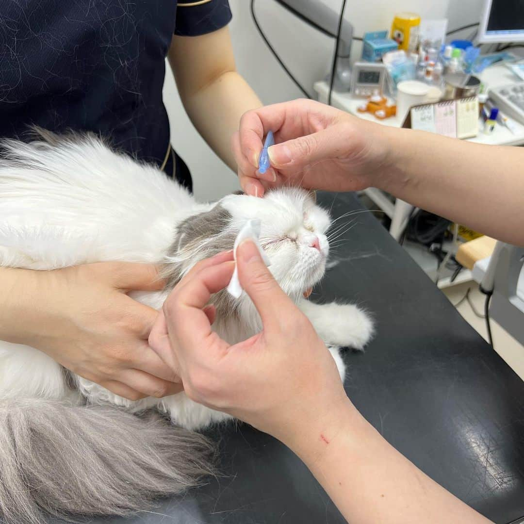 のんたのインスタグラム：「今日はぱんちゃんの眼科 @grandcru.animaleyeclinic 2回目の受診でした🏥 新しいお薬とケアが合っているみたいで、目と涙の状態は改善しています。 病院でのぱんちゃんはとってもいい子で、検査も診察もおりこうさんに受けることができています。 痛くて嫌がる子が多いと先生がおっしゃっていた瞼をギュッとしぼる治療も無言で終了（笑） さすが大物ぱんちゃん！たくさん褒めてもらいました👏  ③先生からご褒美のちゅーるをもらったよ！ ④広々とした待合室。仕切りがあってわんちゃんとは部屋を分けて待機することもできるそうです♪ ⑤「ぱんちゃんでーす。お願いしまーす」  #流涙症 #grandcruanimaleyeclinic #動物眼科  #ちゅーる大好き #猫の目 #涙焼け」