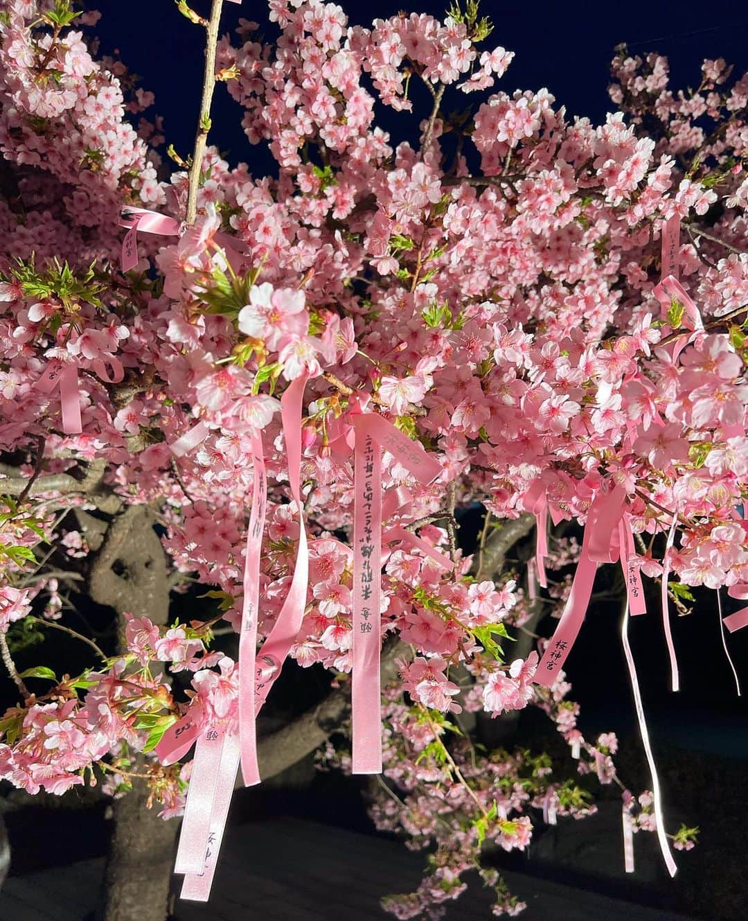 奈保さんのインスタグラム写真 - (奈保Instagram)「夜桜を見に🌸　　 📍【桜神宮】 . . . . #桜神宮#桜#桜🌸#夜桜#花見#東京#日本#cherryblossoms#cherryblossom#tokyo#japan」3月8日 22時38分 - naho.0422
