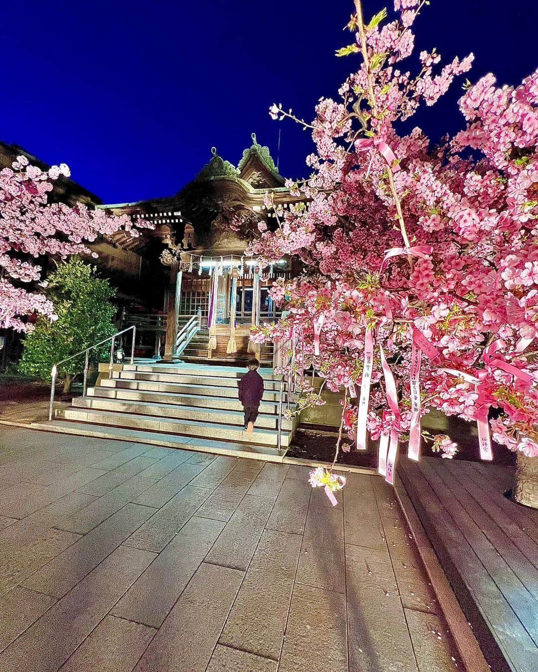 奈保のインスタグラム：「夜桜を見に🌸　　 📍【桜神宮】 . . . . #桜神宮#桜#桜🌸#夜桜#花見#東京#日本#cherryblossoms#cherryblossom#tokyo#japan」