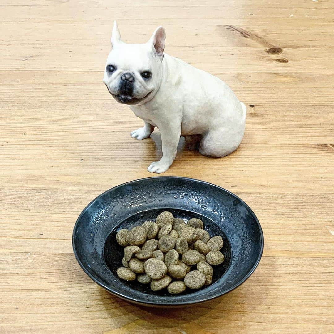 Ham-chanのインスタグラム：「はむちゃん、そっちでちゃんとご飯食べてるか〜  #frenchbulldog #frenchie #フレブル #フレンチブルドッグ #はむちゃん」