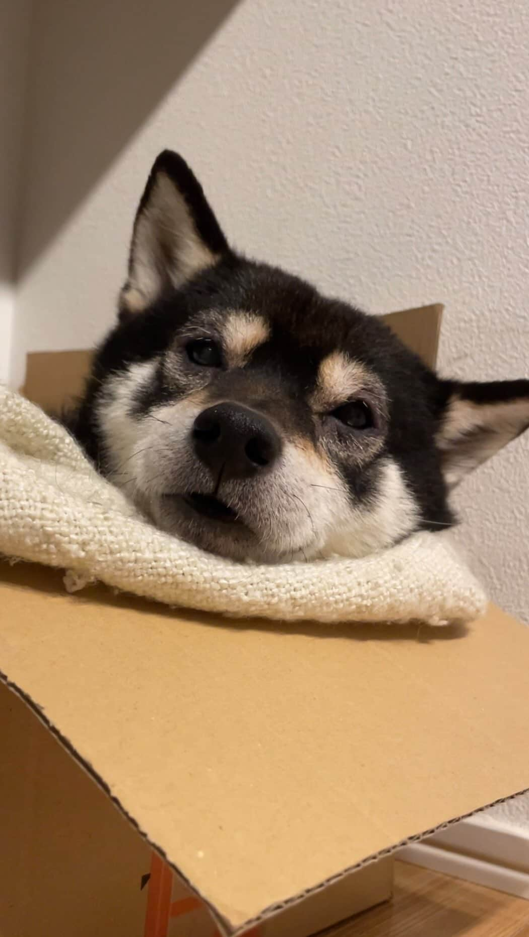 まめ丸のインスタグラム：「* * ぼくのさいきんのいちばんのお気に入りのベッド🛌  それは  ダンボール箱📦  サイズがちょうどよくて寝るときは いつもここ🐶💓  ぼくが予想外に気に入りすぎて捨てられないって パパママがちょっとこまってた😙💓  おやすみー🐶💓 * * #箱の中にブランケットもちこんでぬくぬく #みっちみちに詰まってておちつくの🐶💓 * #柴犬#豆柴##柴#黒柴#犬#しばいぬ#shiba#shibainu#shibalove#shibastagram#shibagram#instadog#dogstagram#dogsofinstagram#puppysofinstagram#dog#instashiba#weeklyfluff#boopthesnoot」