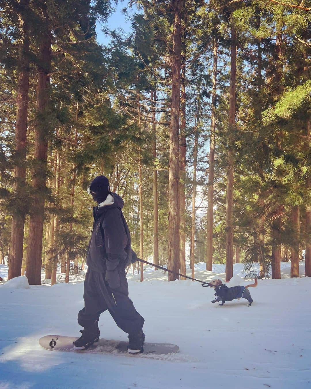 TOMO のインスタグラム：「with dog.  @nozawaski   #snowboarding」