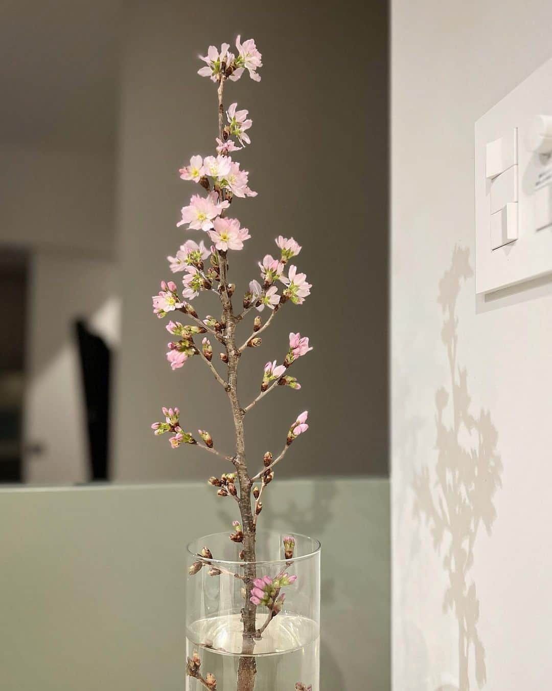 和泉佑三子さんのインスタグラム写真 - (和泉佑三子Instagram)「我が家に桜🌸がやってきました。 春ですね〜。  窓も全開で過ごしたいところではあるけど 今年は花粉が凄過ぎる😹💦 目と肌が痒いです...  季節の変わり目なので、 体調管理気をつけて過ごしましょうね♪」3月8日 16時18分 - izumisae_official