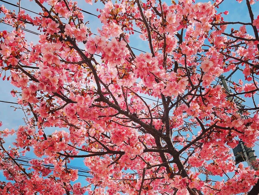 中村妃智さんのインスタグラム写真 - (中村妃智Instagram)「✴︎ 🌸🌸🌸🌸🌸🌸🌸 🌸cherry blossoms🌸 🌸🌸🌸🌸🌸🌸🌸  近所の桜が満開でとても綺麗です✨夜桜も素敵で、おばあちゃん達もお花見してました🍡  気温も上がってきてhappy💓 ただ花粉が酷くて目もほじくりたくなるのでこの時期はメイクもほとんど出来ないですね😂笑  皆さんは花粉症ですか？  #桜 #満開 #花粉症」3月8日 17時25分 - kisatonakamura