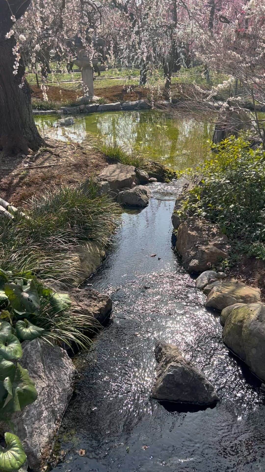 のインスタグラム：「kyoto♪  北野天満宮の梅の花  鴨川散歩は本当に気持ちいい  京都の川の音のデザインっていうか あれが大好きだけど  せせらぎ  東京の家の近所にも川はあるけど  せせらぎが、いい感じじゃないよ  是非、お願いしたい  #kyoto」