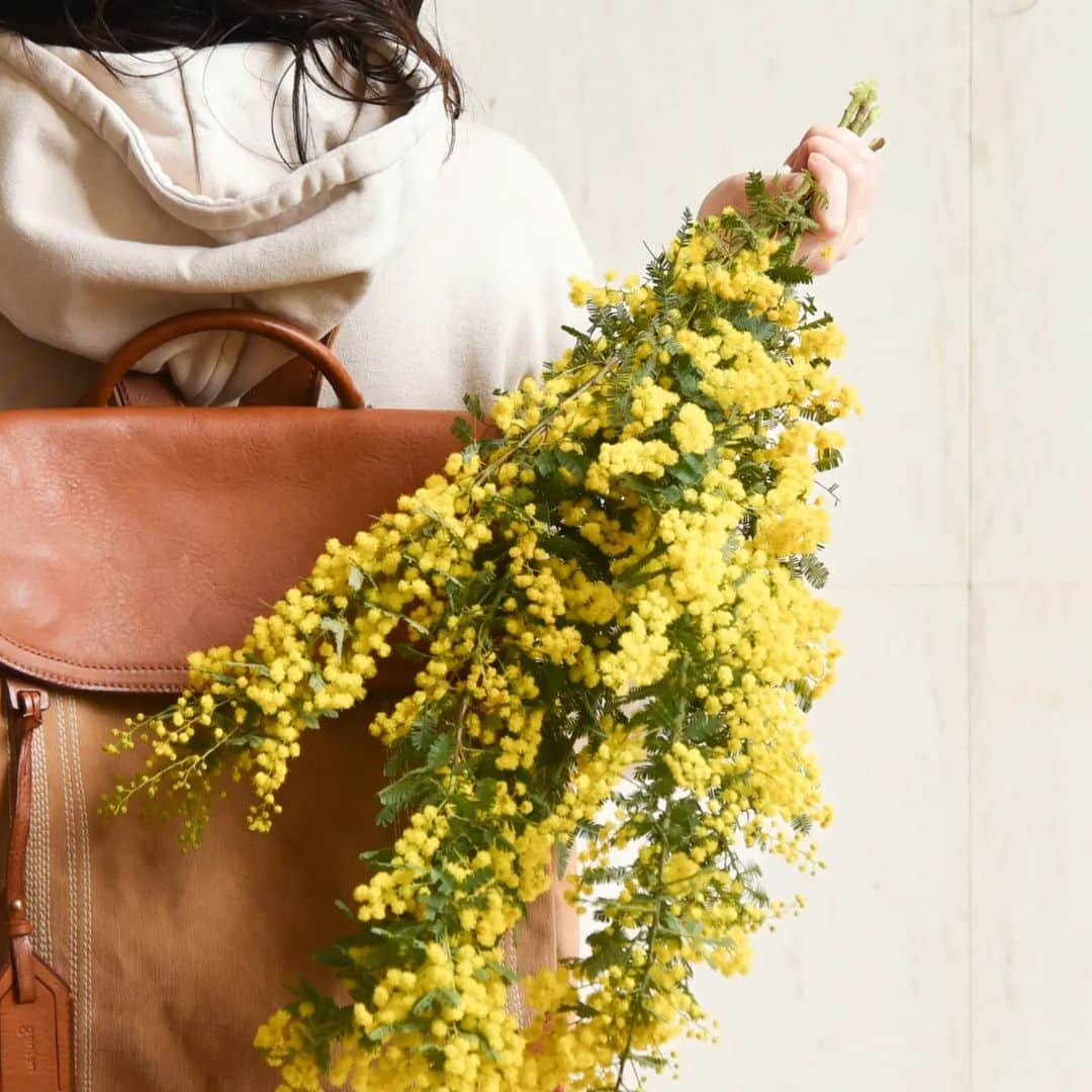 gentenさんのインスタグラム写真 - (gentenInstagram)「うつろい便り⁡ ⁡ ⁡ 今日、3月8日は国際女性デー(=International Women’s Day)⁡ ⁡ 女性の社会参画を願う日として国連が定めた国際女性デーは、イタリアでは「ミモザの日」とも呼ばれ、ミモザを贈り合う習慣があり、街は黄色にあふれるそうです。⁡ ⁡ イタリアでは「感謝」日本では「優雅・友情」の意味を持ち、春に贈る花としてぴったりのお花です。⁡ ⁡ この「ミモザの日」に、親しい友人や、家族。恋人に花言葉の気持ちを乗せて、ミモザを贈ってみてはいかがでしょうか。⁡  ⁡ 「ミモザベーシック」に使用している帆布の奥行きのある色はミモザの植物タンニンを用いて手仕事で染めております。⁡ ⁡ ⁡ ----------------------------------------------⁡⁡⁡⁡⁡⁡ #ゲンテン  #genten  #ミモザの日 #国際女性デー  #ミモザを贈る日 #ミモザアカシア #黄色い花 #ミモザベーシック #感謝」3月8日 18時17分 - genten_official