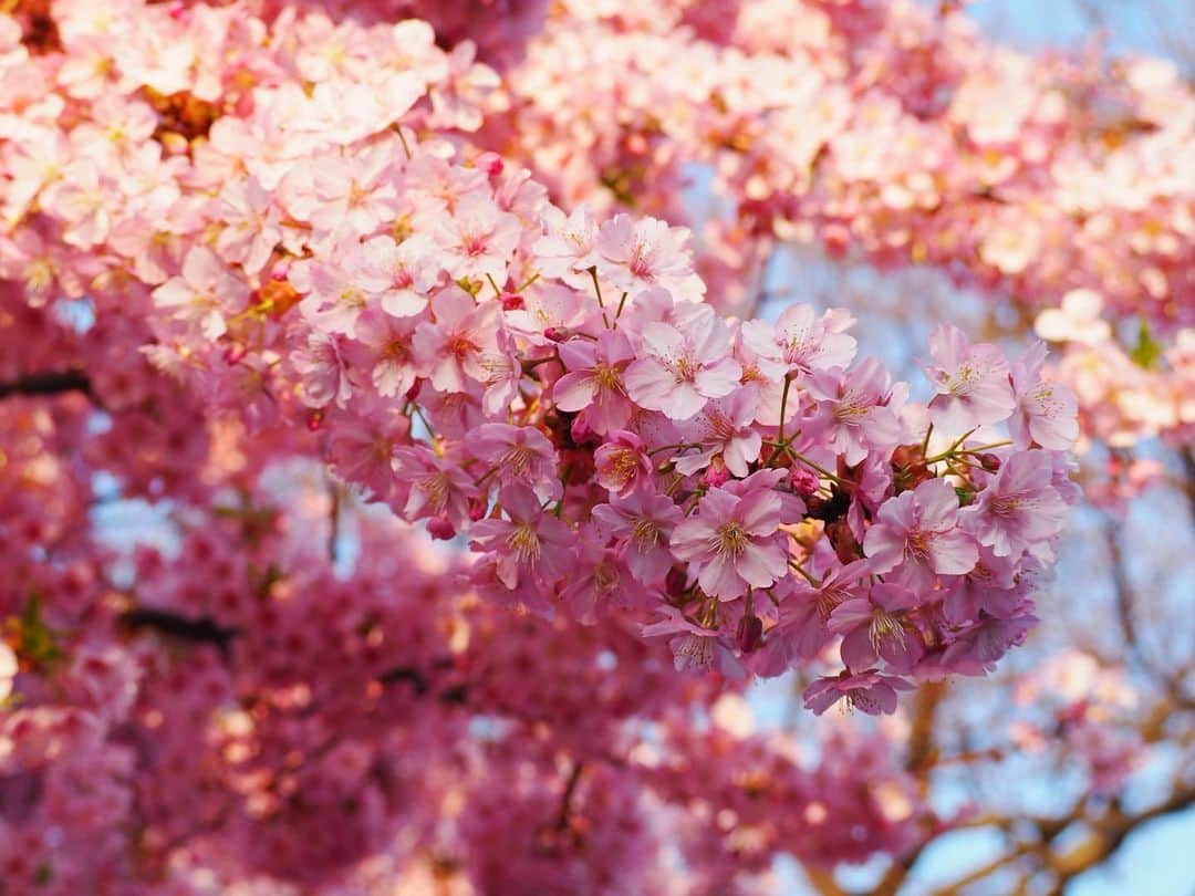 高木沙織さんのインスタグラム写真 - (高木沙織Instagram)「🌸 * 満開！！ 河津桜。 * いい季節^ ^ * * #桜 #河津桜 #満開 #春 #花見 #ピンク #cherryblossom  #pink」3月8日 18時37分 - saori_takagi