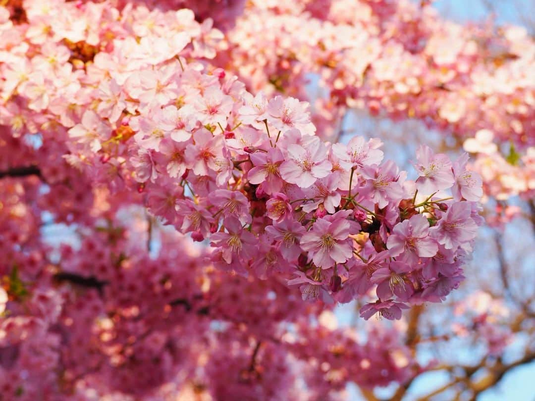 のインスタグラム：「🌸 * 満開！！ 河津桜。 * いい季節^ ^ * * #桜 #河津桜 #満開 #春 #花見 #ピンク #cherryblossom  #pink」