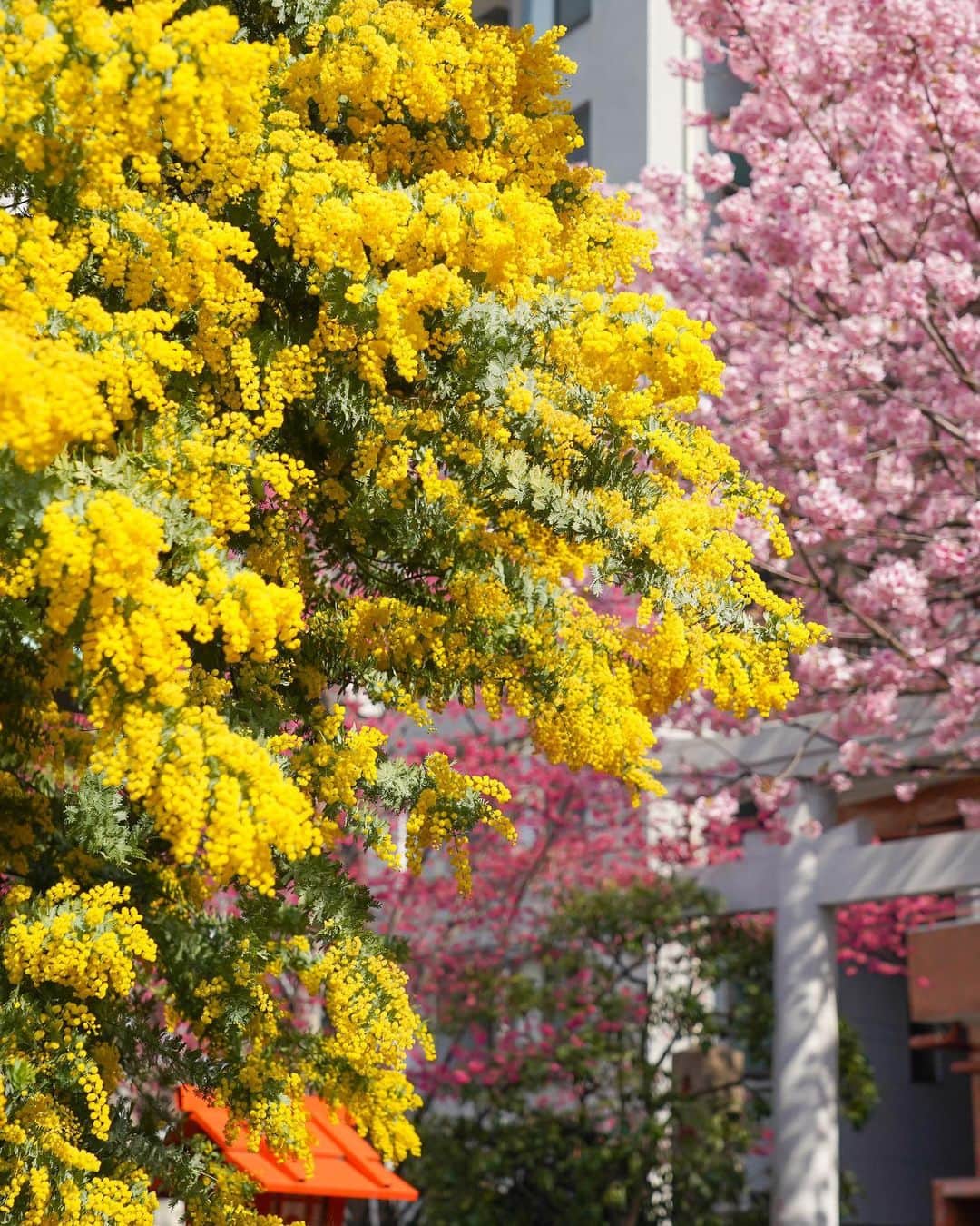 田島知華のインスタグラム：「【Japan🇯🇵Tokyo】 春を告げる花、ミモザと桜。 蔵前神社は春の花を満喫できる素敵なスポット。 淡い黄色とピンク色が織りなす柔らかな空間に癒しをもらえます🌸 Copyright © TAJIHARU _ #たじはるトリップ #TAJIHARU_japan #日本 #東京 #蔵前 #蔵前神社 #ミモザ #桜 #日本の春 #カメラ女子 #国内旅行 #japan #tokyo #kuramae #mimosa #cherryblossom #flower #shrine #japantrip #tokyotrip #igersjp #ptk_japan #photo_jpn #lovers_nippon #japan_daytime_view #bestjapanpics #beautifuldestinations #discoverearth #wonderful_places #awesome_phototrip」