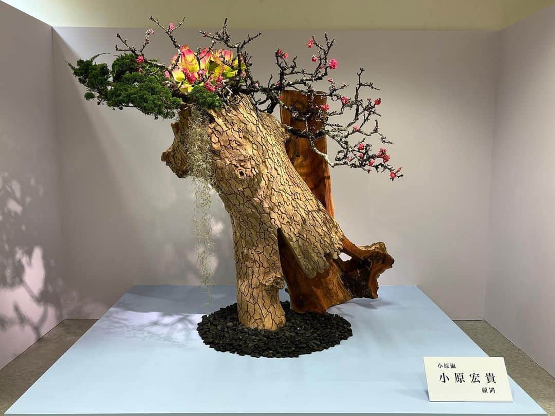 小原宏貴のインスタグラム：「新宿髙島屋11階催事場にて開催されているいけばな協会展に出品しています。 私の作品が会期中展示されていますので、ぜひ足をお運びください。  ■3月8日（水）→13日（月） 場所　新宿髙島屋11階 催会場 第1次展　3月8日（水）・9日（木） 第2次展　3月10日（金）・11日（土） 第3次展　3月12日（日）・13日（月）  ご入場時間：午前10時30分～午後7時（午後7時30分閉場）  ※ただし、3月9日（木）・11日（土）・最終日13日（月）は午後3時30分まで（午後4時閉場）  入場料：1,000円　高校生以下無料 主催：一般社団法人 いけばな協会  #小原流 #いけばな小原流 #ohararyu  #oharaschoolofikebana #いけばな #插花 #花藝 #ikebana #華道 #小原宏貴 #hirokiohara #花のある暮らし #花好きの人と繋がりたい #flowerstagram #flowersofinstagram #flowerartist #flower #flowers #flowerlovers #flowerphotography #instaflower  #春」