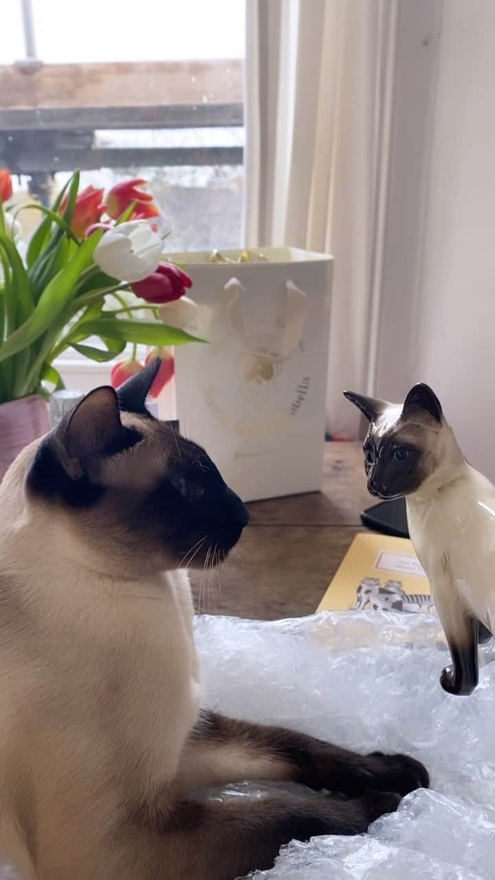 Tea and sittingのインスタグラム：「Thank you @amylouiserobbins_ for this brilliant playmate for the insane Cuckoo 😸」