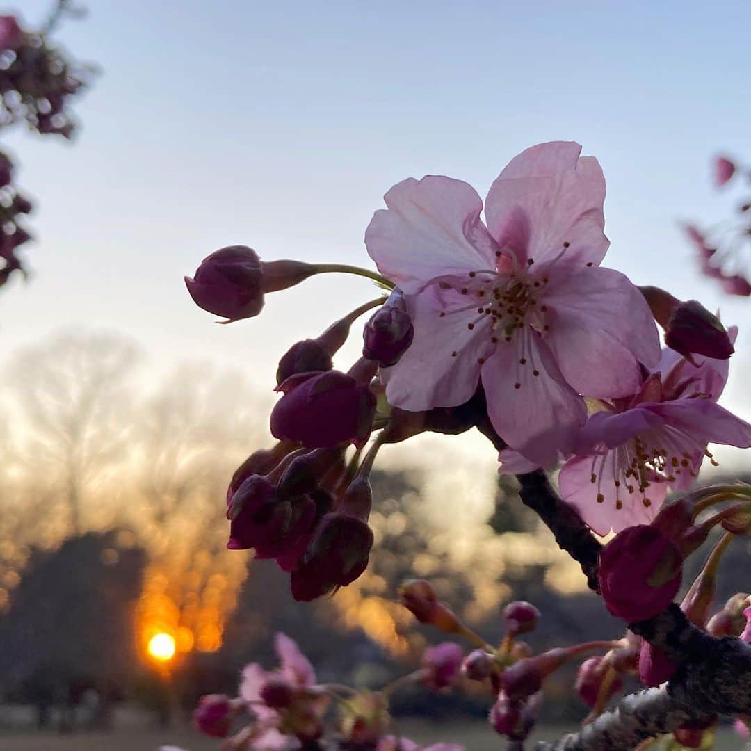 岩崎愛さんのインスタグラム写真 - (岩崎愛Instagram)「[近況報告🦐] くしゃみと目の痒さで春の訪れを知る。 久々に外に出てみると花々が太陽の光とタッグを組み、 「今やで。シャッター切りなはれ」 とばかりに綺麗に咲き誇っていた🌸 . 豆大福みたいな猫ともお近付きになれた🐱 . 徐々にゆっくり無理のない程度にですが、頂いた音楽のお仕事も再開し始めました。 お仕事くれる方々に感謝です。 岩崎はわりと元気です🧚‍♂️ . インスタが段々と花鳥風月(+猫)を楽しむご老人のようになってきましたが、まさにそんな感じで生きてます👵 . 写真は季節のお花と猫。 順にアカシア、サクラ、豆大福ネコ、カラスウリ、ボケ、キジトラネコと豆大福ネコ、サクラ。 . #岩崎愛」3月8日 19時07分 - iwasakiaiching