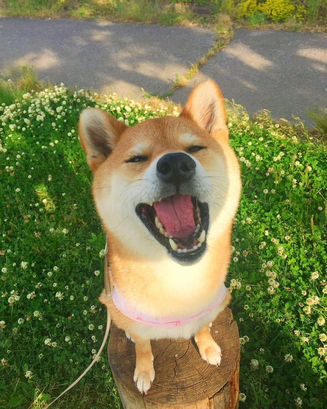 マロたんのインスタグラム：「5歳のマロたんの美味しい顔が良すぎた🫶#shiba #shibainu #柴犬 #yummy #2016」