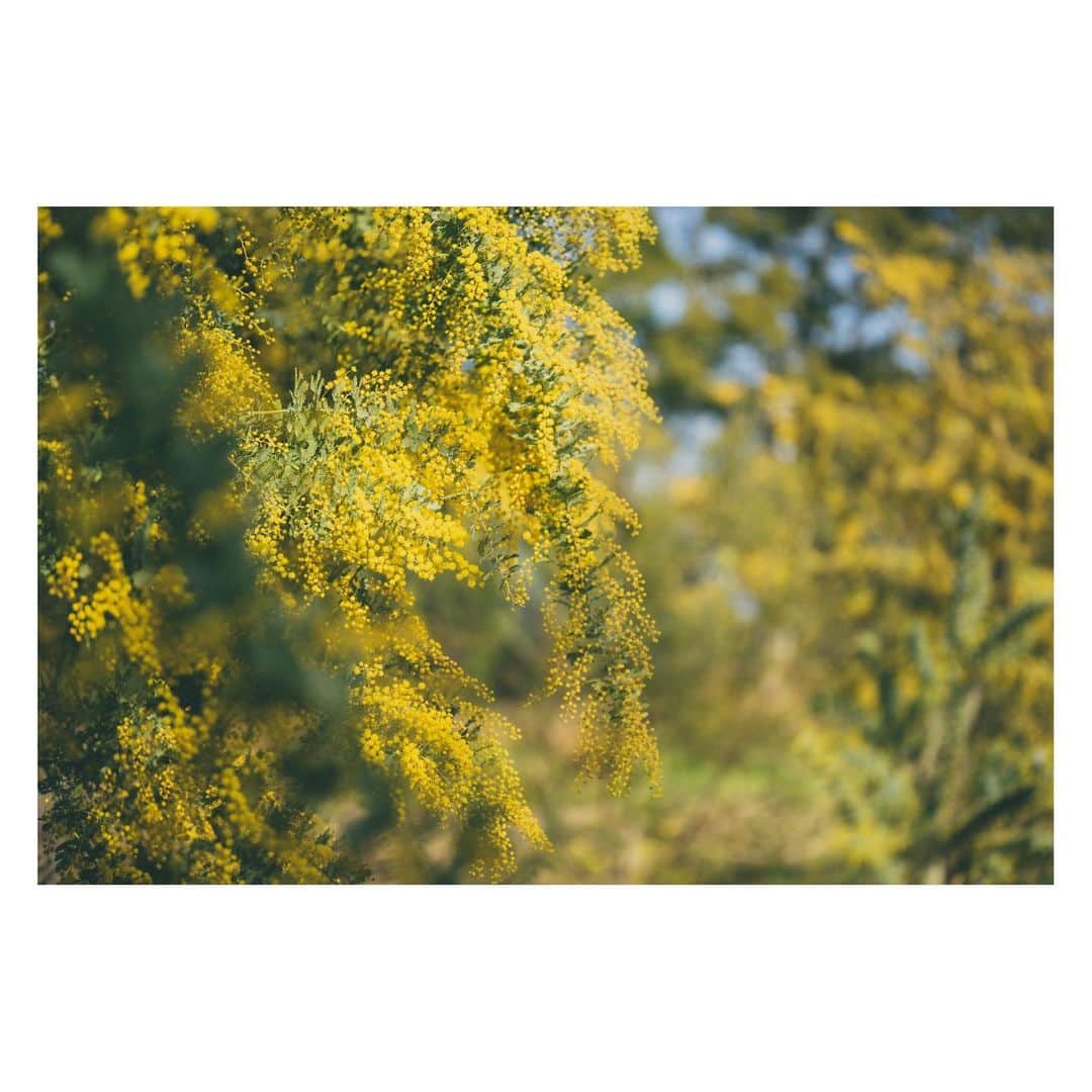 yamatoさんのインスタグラム写真 - (yamatoInstagram)「どれだけ忙しかったとしてもやっぱり天気の良い日に外で日光浴びたり体内の空気入れ替えたり美味しい外食を食べたりする時間は必要だな〜と感じる。  「〇〇の写真を撮りたい」という理由を遠くに行ったりする動機にできる感覚があることは写真をやってて良かったなぁと感じることの１つです。」3月8日 19時49分 - yamato1226