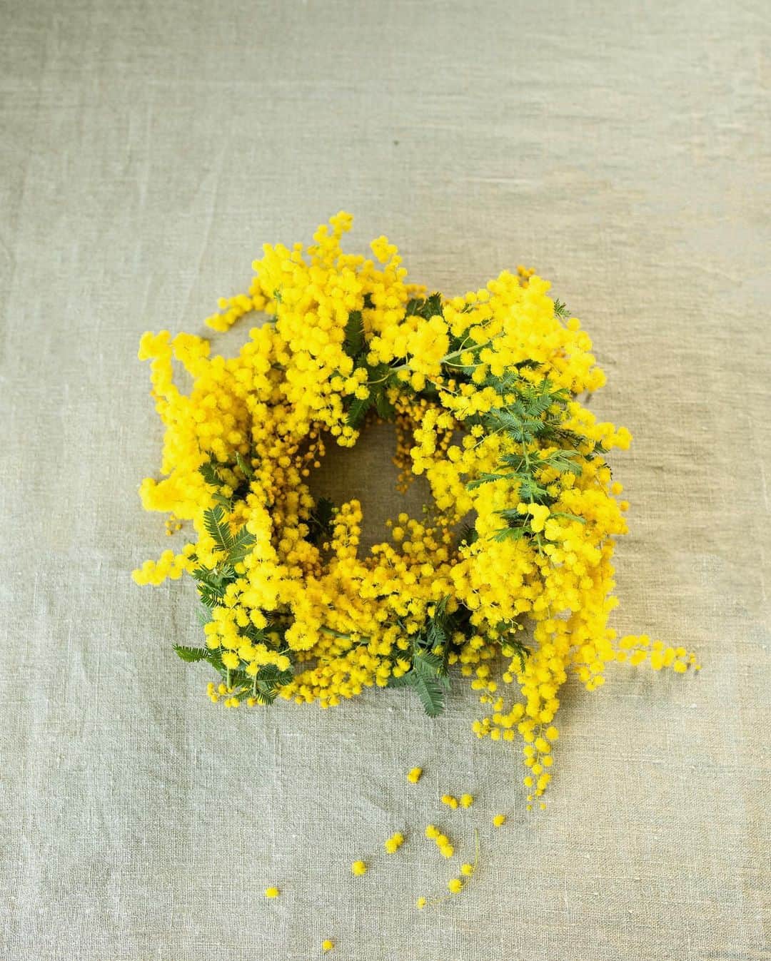 増田由希子さんのインスタグラム写真 - (増田由希子Instagram)「#womansday Festa della donna🌼 #mimosa #mimosas ミモザ( 銀葉アカシア )をリースに仕立てました。  3月8日は、国際女性デー。 そして、ミモザの日🌼」3月8日 20時11分 - nonihana_
