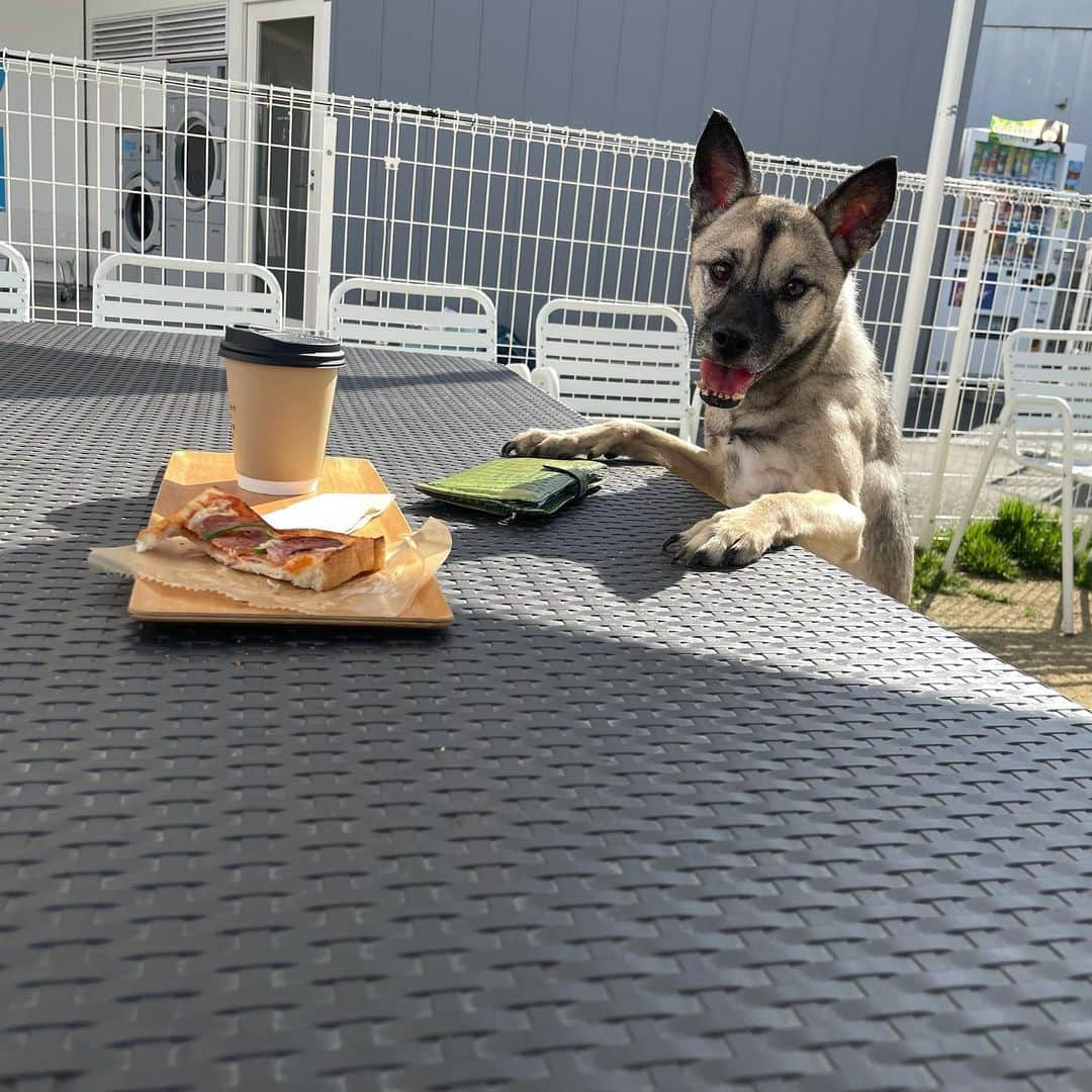 BLADeのインスタグラム：「どうしても食べたい エレナ姫👸   #野犬の子　#野犬だって可愛い家族になるよ #野犬から家庭犬へ #いぬすたぐらまー  #元保護犬　#保護犬　#野犬　#元野犬　#保護犬を家族に #保護犬出身 #保護犬を家族に迎えるという選択肢 #保護犬を飼おう #野犬の良さを広め隊」