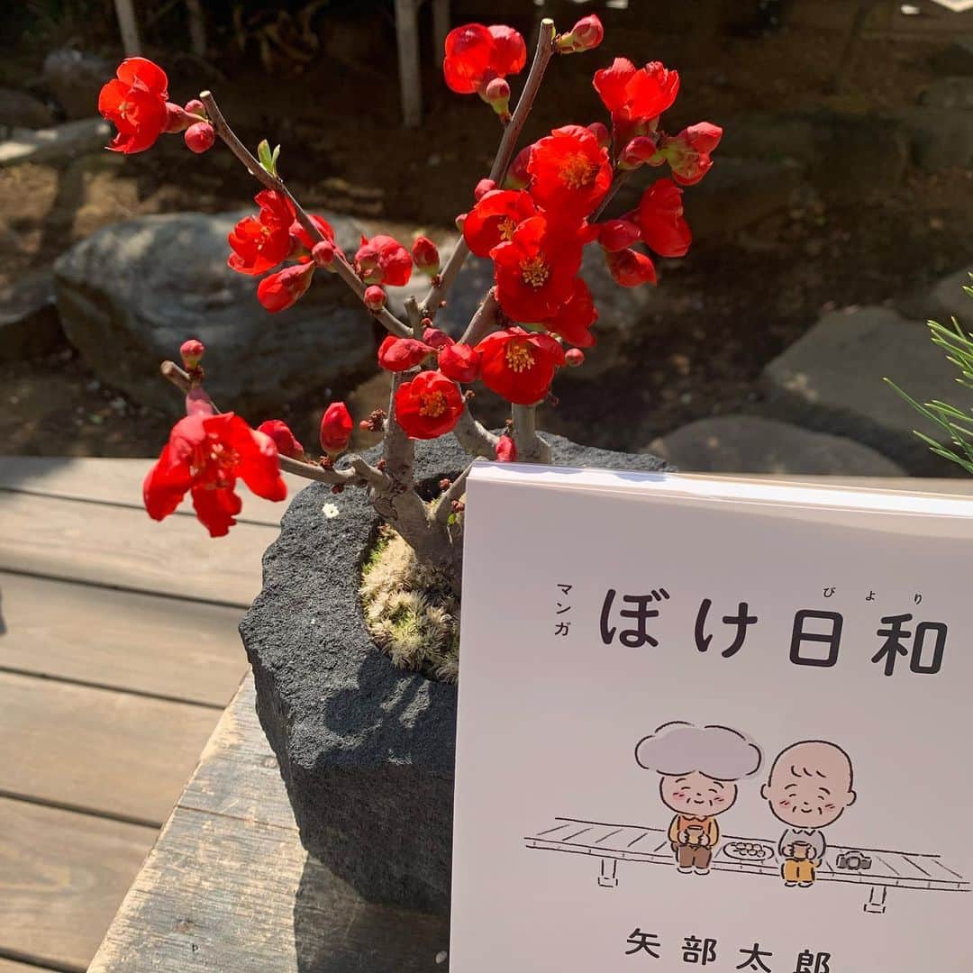 矢部太郎さんのインスタグラム写真 - (矢部太郎Instagram)「春ですねー。ぼけの花とぼけ日和。」3月8日 20時28分 - ttttarouuuu