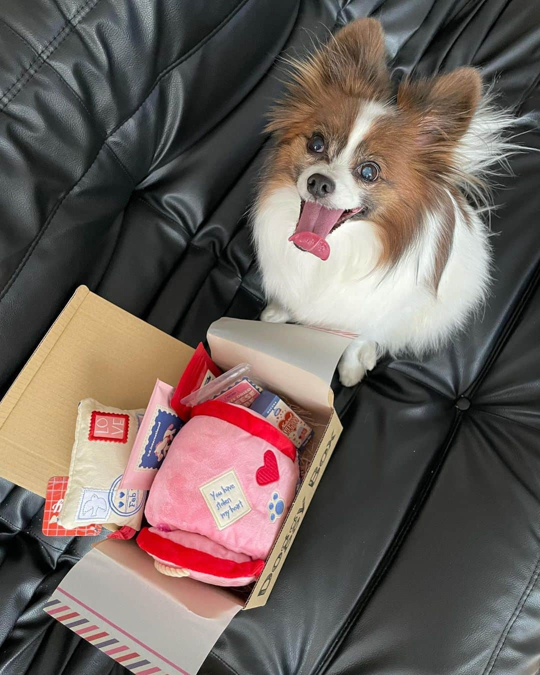 Yukano Nojiriのインスタグラム：「こっちゃんの大好きなDoggy Box届いた🫶🏻 うちに来たときから変わらずおもちゃ好きおやつ好きやからテンションの上がり方が可愛すぎる🥺 おもちゃで一生遊んでるし、おやつくれくれすごいけど楽しそうでなにより❤️‍🔥 #doggybox #ドギボ #pr」