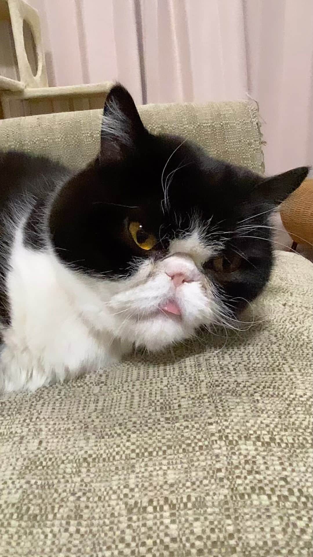 nemuru_catのインスタグラム：「#ルーク  気がついた👅 * #ねこ部#cat#cats#neko#猫#catsofinstagram#bestmeow#catlover#ふわもこ部#エキゾチックショートヘア#exoticshorthair#はちわれ」