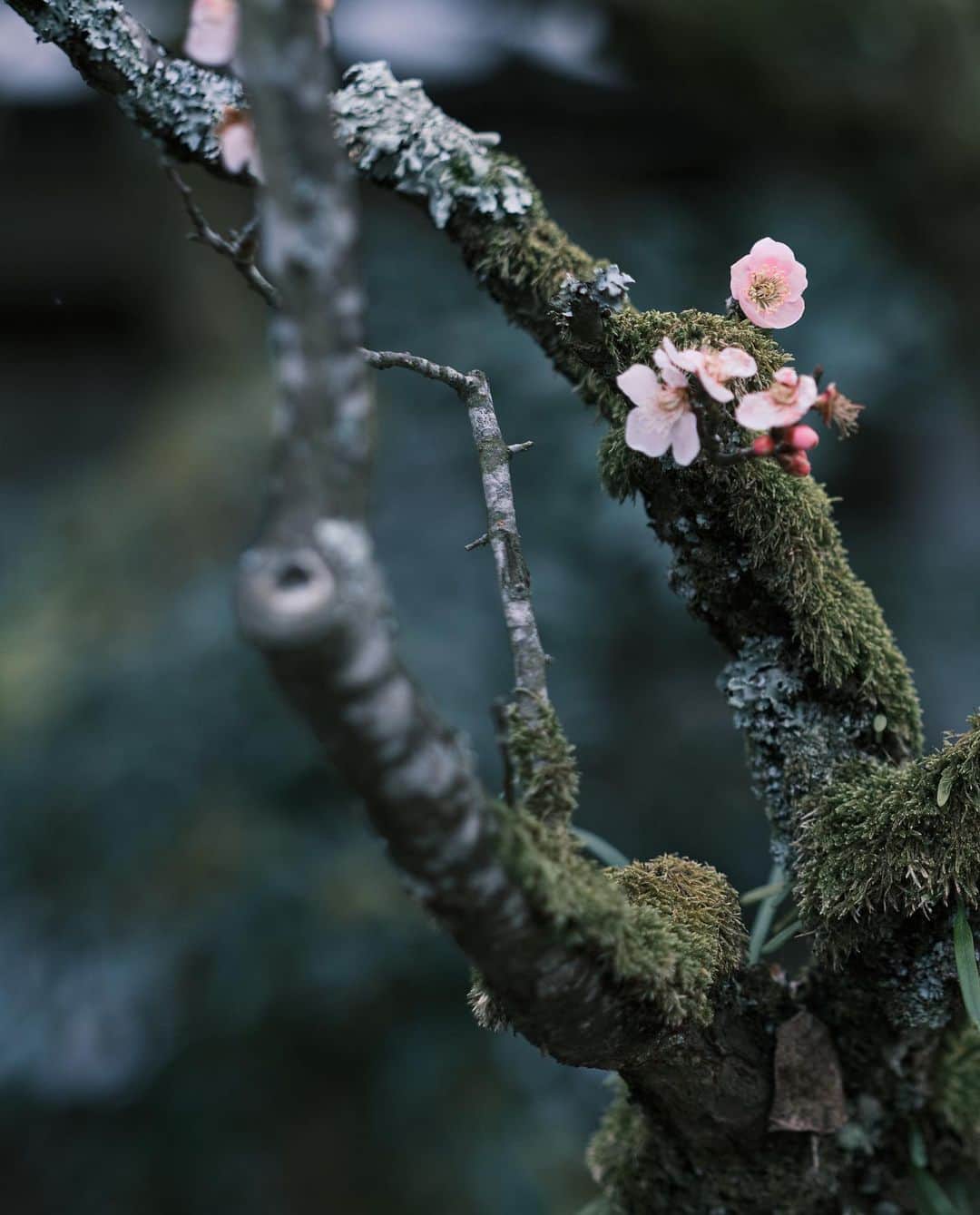 plus_thinkingのインスタグラム：「老心の梅 . 綺麗に手入れされた境内に、苔に覆われた立派な梅が花開いてました。 また新しい福井の素敵なところを見つけました。 . camera: X-T3 lens: FUJINON  XF23㎜F2 R WR lens: FUJINON  XF56㎜F1.2 R lens: FUJINON  XF16-80㎜F4 R OIS WR . #今日もX日和 #beautifuljapan #snapJapan」