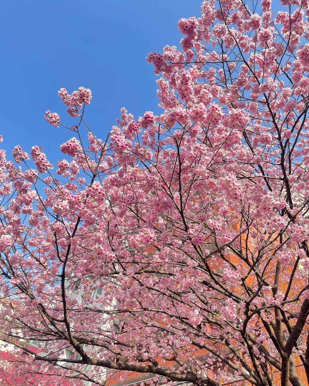 八反美咲さんのインスタグラム写真 - (八反美咲Instagram)「ミモザの木💛 お花屋さんで売ってるのしか見たことなくて 初めて見たの😍！！  とっっっても綺麗〜🥺✨ ずっと見てられる🥺💕🌼  桜もミモザも満開で お天気も良くて 気持ちよかった☺️☺️💕  春ですね〜 嬉しい( ˶ ᷇ 𖥦 ᷆ ˵ )🌸  御朱印もらいたかったけど 行ったときにはもう終了してて それだけは残念🥲  #ミモザの日 #蔵前神社 #ミモザ #桜 #sakura #🌸 #🌼 #ポートレート #カメラマン募集」3月8日 20時56分 - misaki_hattan