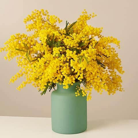 アンドレア・オズヴァルトさんのインスタグラム写真 - (アンドレア・オズヴァルトInstagram)「In Italy, men give 🌼 #mimosa on #internationalwomensday.   “Mimosa is a delicate flower, but (like women) it is very resistant and can grow even in the harshest of environments, while it's fragrance can change your mood. Mimosa is also used for its calming and steadying properties. The yellow color refers to sunlight and summer but also symbolizes respect, elegance, dignity, and kindness. ☺️ #dailywisdom  #happywomensday #learnsomethingnew」3月8日 21時26分 - andreaosvart