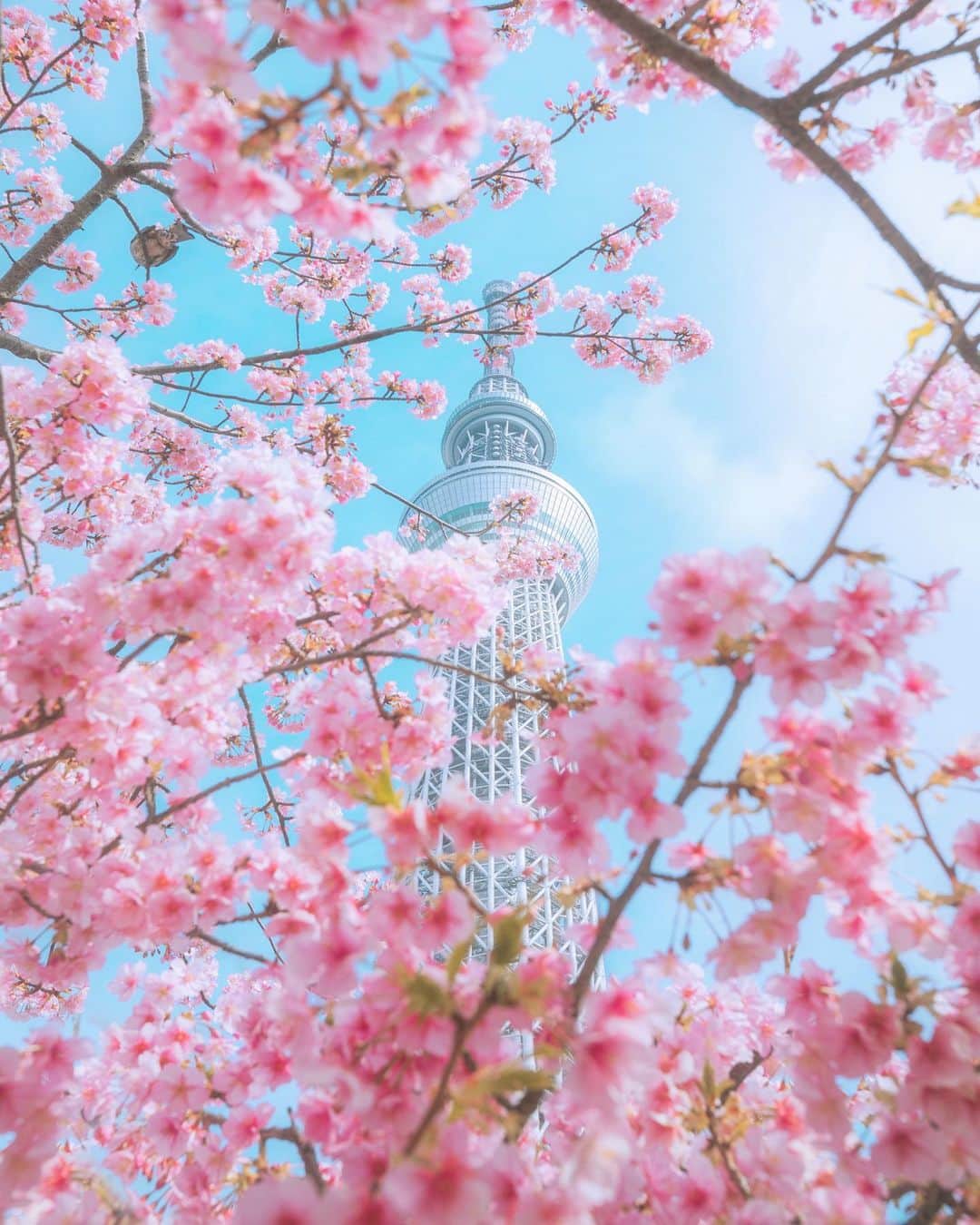 ももせゆきのインスタグラム：「✨  東京スカイツリー×河津桜🌸  ここは平日でも大人気のスポットで2本ある桜の木にたくさん人が集まります🌸  濃いピンク色の河津桜が1番好き✨️  ・ ・  #東京スカイツリー #スカイツリー  #skytree #東京観光 #東京旅行 #日本の風景  #tokyotrip #cherryblossom  #anatabi  #team_jp_ #japan_daytime_view #genic_mag #retrip_nippon #hubsplanet  #カメラ女子 #カメラ好きな人と繋がりたい #ファインダー越しの私の世界 #tokyocameraclub #awesome_earthpix  #タビジョ#art_of_japan_ #hellofrom #whim_member #japan_of_insta#写真撮ってる人と繋がりたい #canon_photos  #sorakataphoto #rakutentravel #lovers_nippon  #photo_shorttrip」