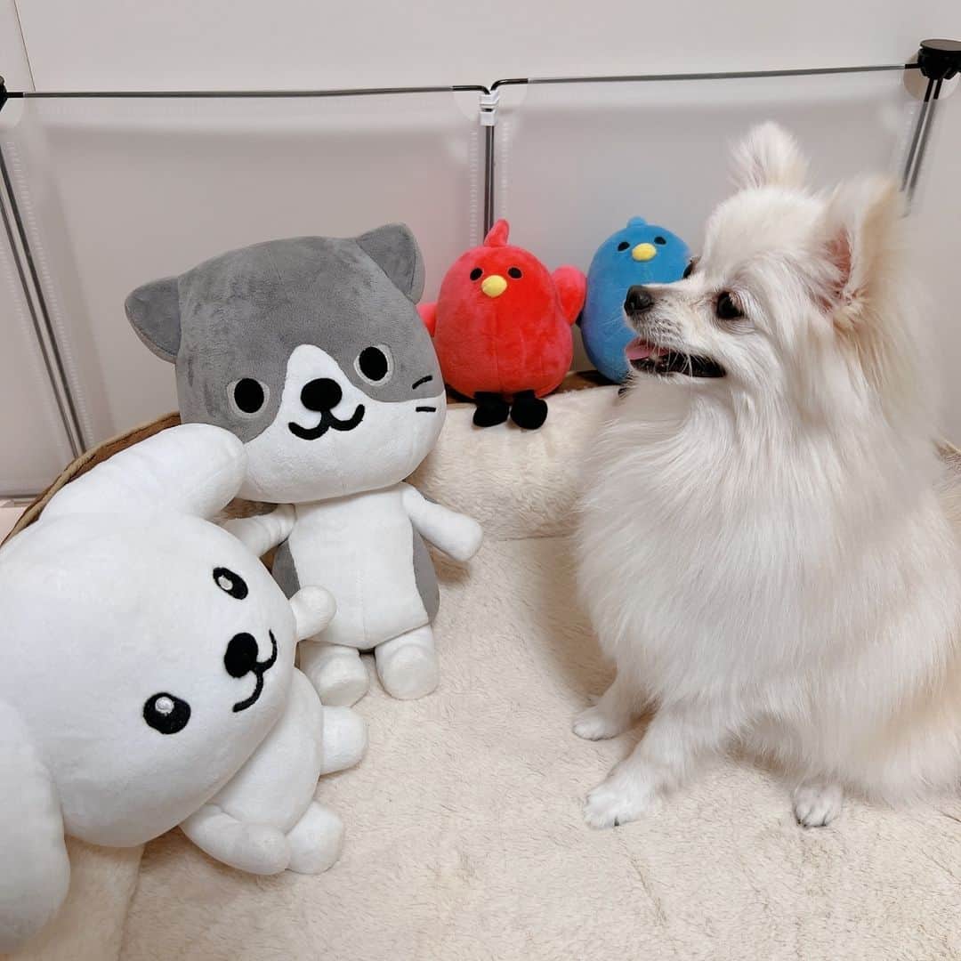 ダスキン ダス犬【公式】さんのインスタグラム写真 - (ダスキン ダス犬【公式】Instagram)「. 【ダス犬のおともだち紹介】 ポメラニアンのおもちちゃんと遊んだよ～！  最初は曇っていたから、 おもちちゃんのお部屋へお邪魔しましたっ！ いろんなお話ができて、みんなにっこにこ～◎  そのあと、天気が良くなったのでお散歩へ♪ すこしずつ春が近づいてきてるみたい！ 梅の花が咲いていて、一足早くお花見しちゃった!!  たのしい1日をありがとーっ！ また遊ぼうねっ★  #ダス犬のしあわせなまいにち #ダス犬 #ダスキン #dusken」3月9日 8時01分 - dusken_official
