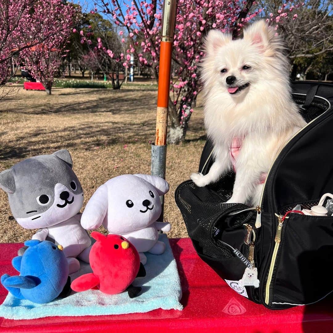 ダスキン ダス犬【公式】さんのインスタグラム写真 - (ダスキン ダス犬【公式】Instagram)「. 【ダス犬のおともだち紹介】 ポメラニアンのおもちちゃんと遊んだよ～！  最初は曇っていたから、 おもちちゃんのお部屋へお邪魔しましたっ！ いろんなお話ができて、みんなにっこにこ～◎  そのあと、天気が良くなったのでお散歩へ♪ すこしずつ春が近づいてきてるみたい！ 梅の花が咲いていて、一足早くお花見しちゃった!!  たのしい1日をありがとーっ！ また遊ぼうねっ★  #ダス犬のしあわせなまいにち #ダス犬 #ダスキン #dusken」3月9日 8時01分 - dusken_official